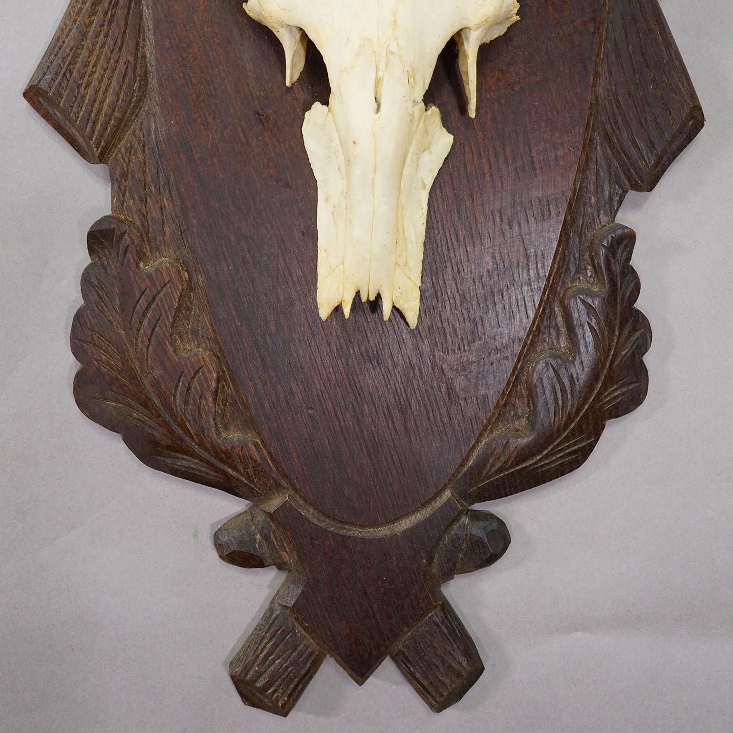 Large Black Forest Red Deer Trophy On Carved Plaque   Germany Ca. 1935 photo vinterior