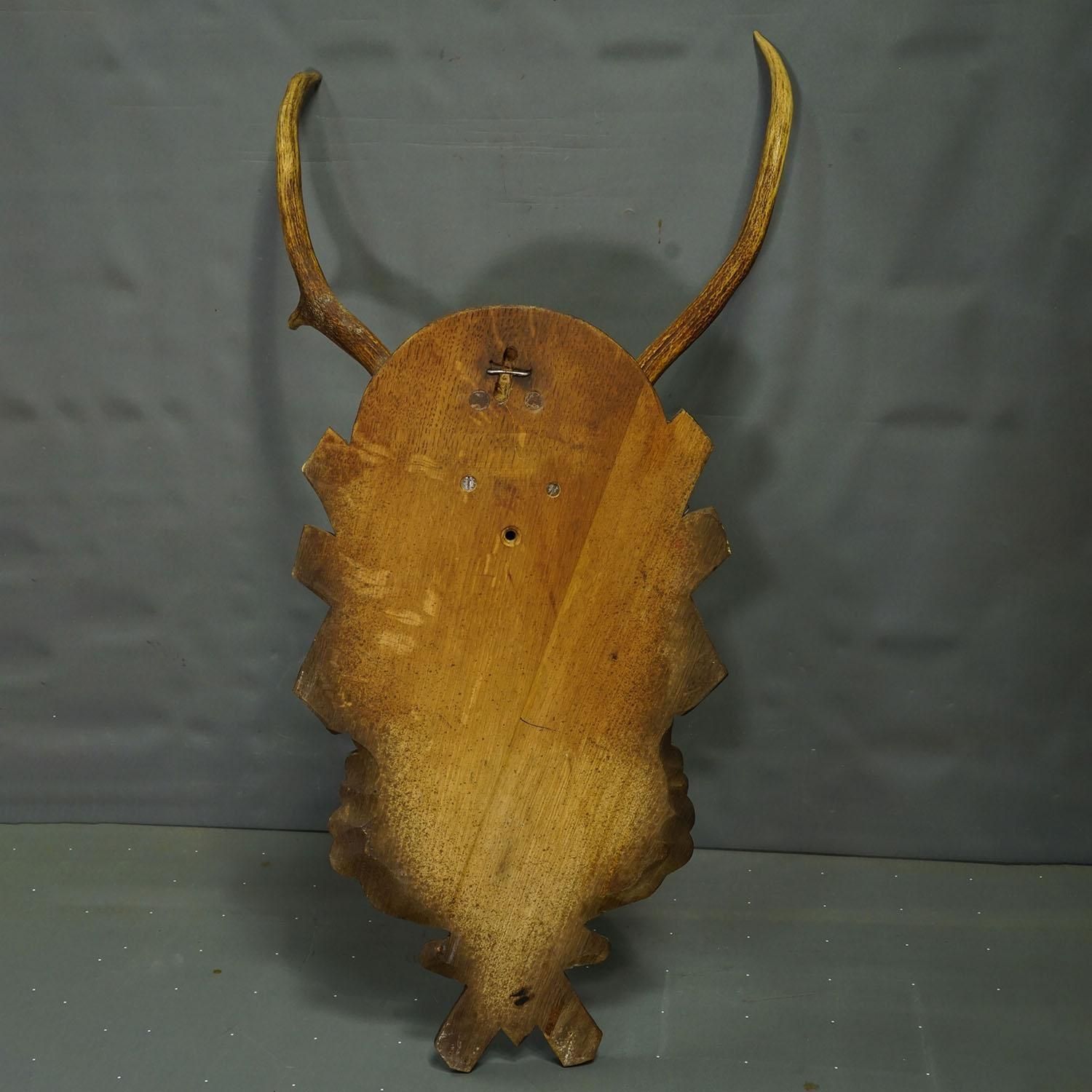 Large Black Forest Red Deer Trophy On Carved Plaque   Germany Ca. 1935 photo vintage