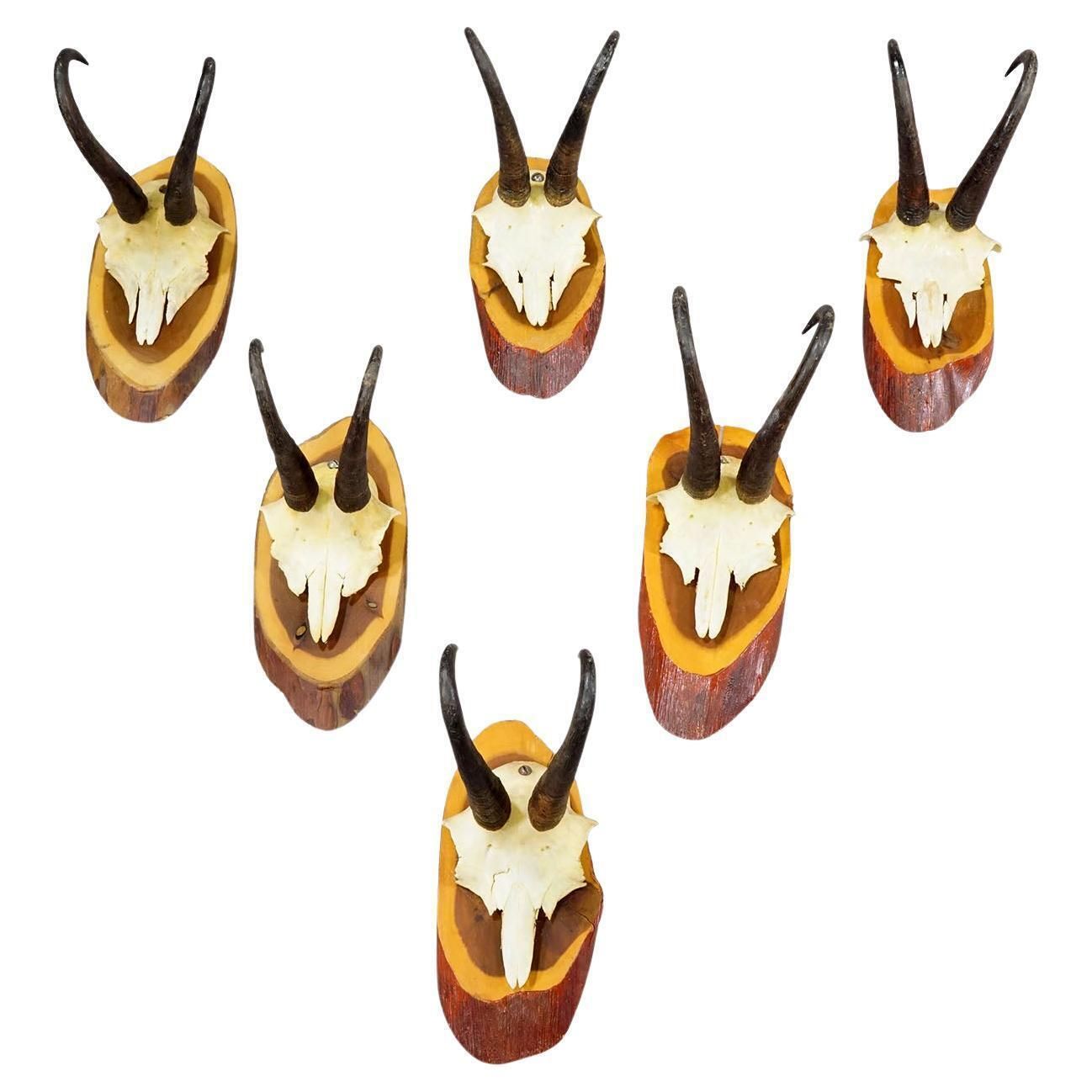 Set Of Six Vintage Chamois Trophies On Wooden Plaques, Germany Ca. 1960s