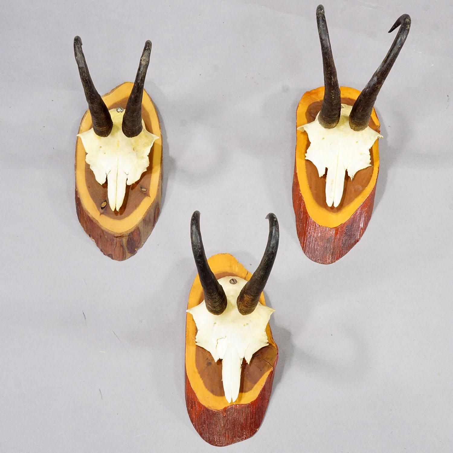 Set Of Six Vintage Chamois Trophies On Wooden Plaques, Germany Ca. 1960s photo for sale