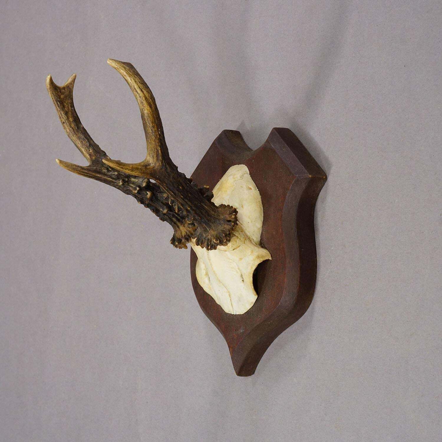 Antique Roe Deer Trophy On Turned Plaque, Germany Ca. 1930s photo for sale