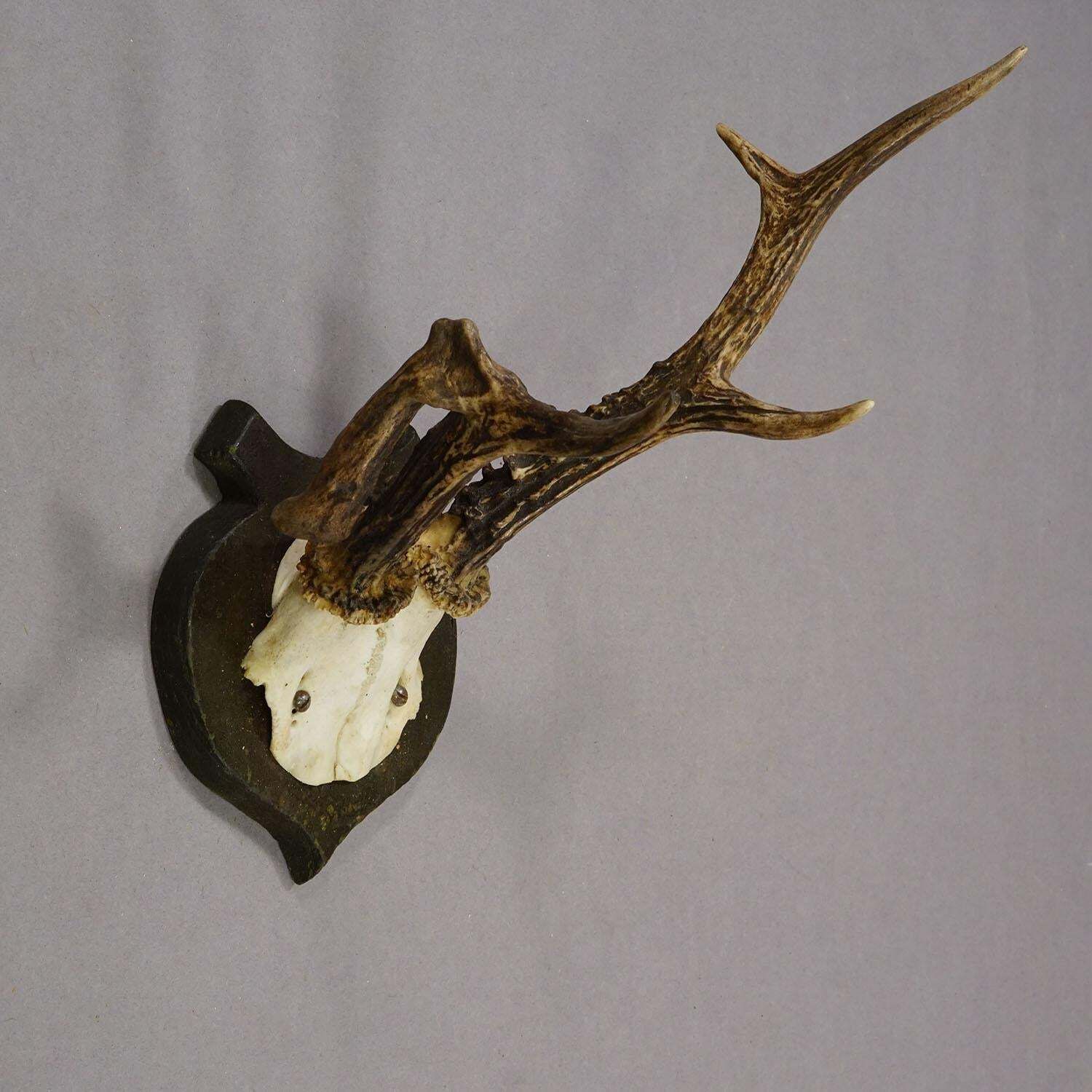 Abnorm Deer Trophy On Turned Plaque, Germany Ca. 1930s photo Home Decor