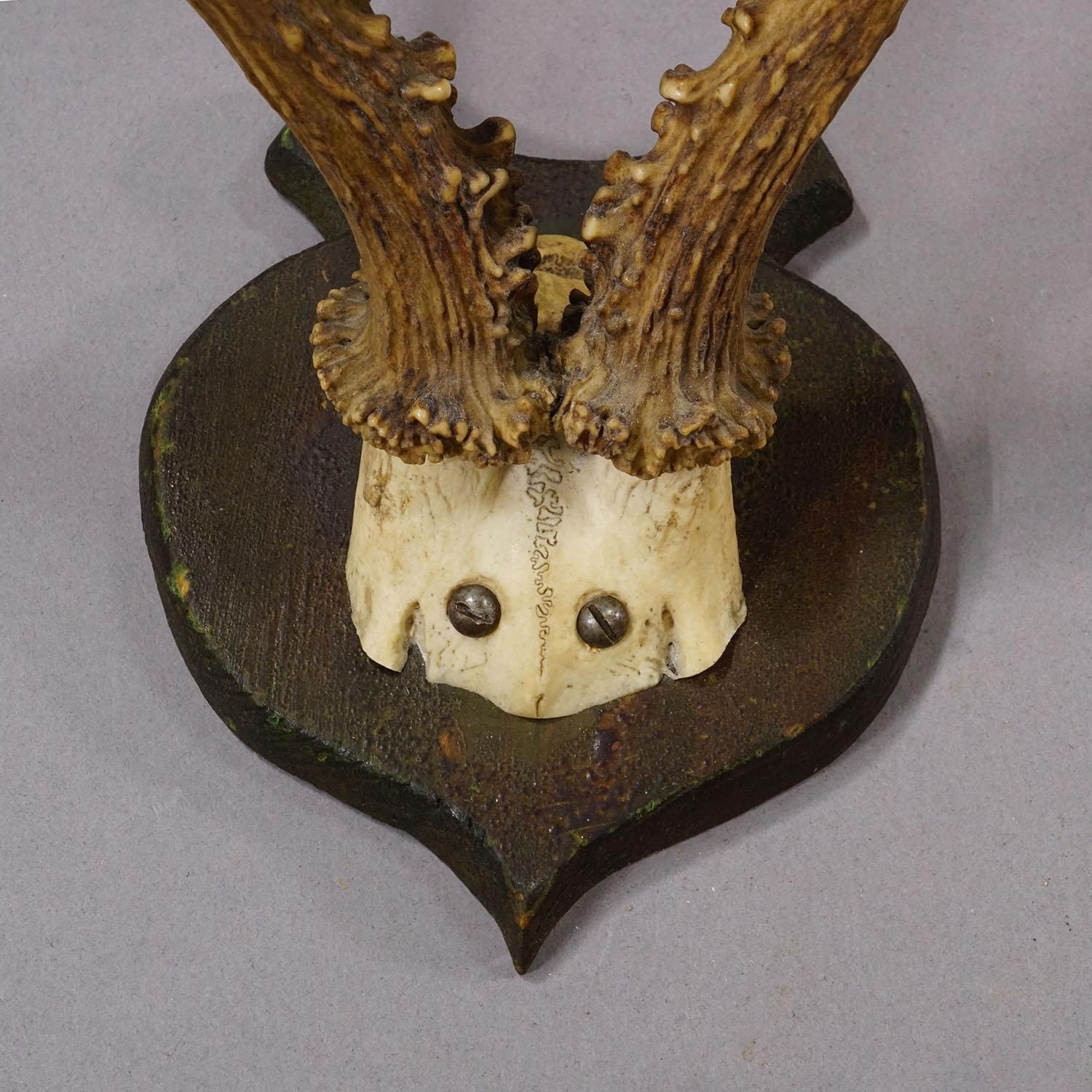 Lovely Antique Roe Deer Trophy On Wooden Plaque, Germany Ca.1930s photo 198.0