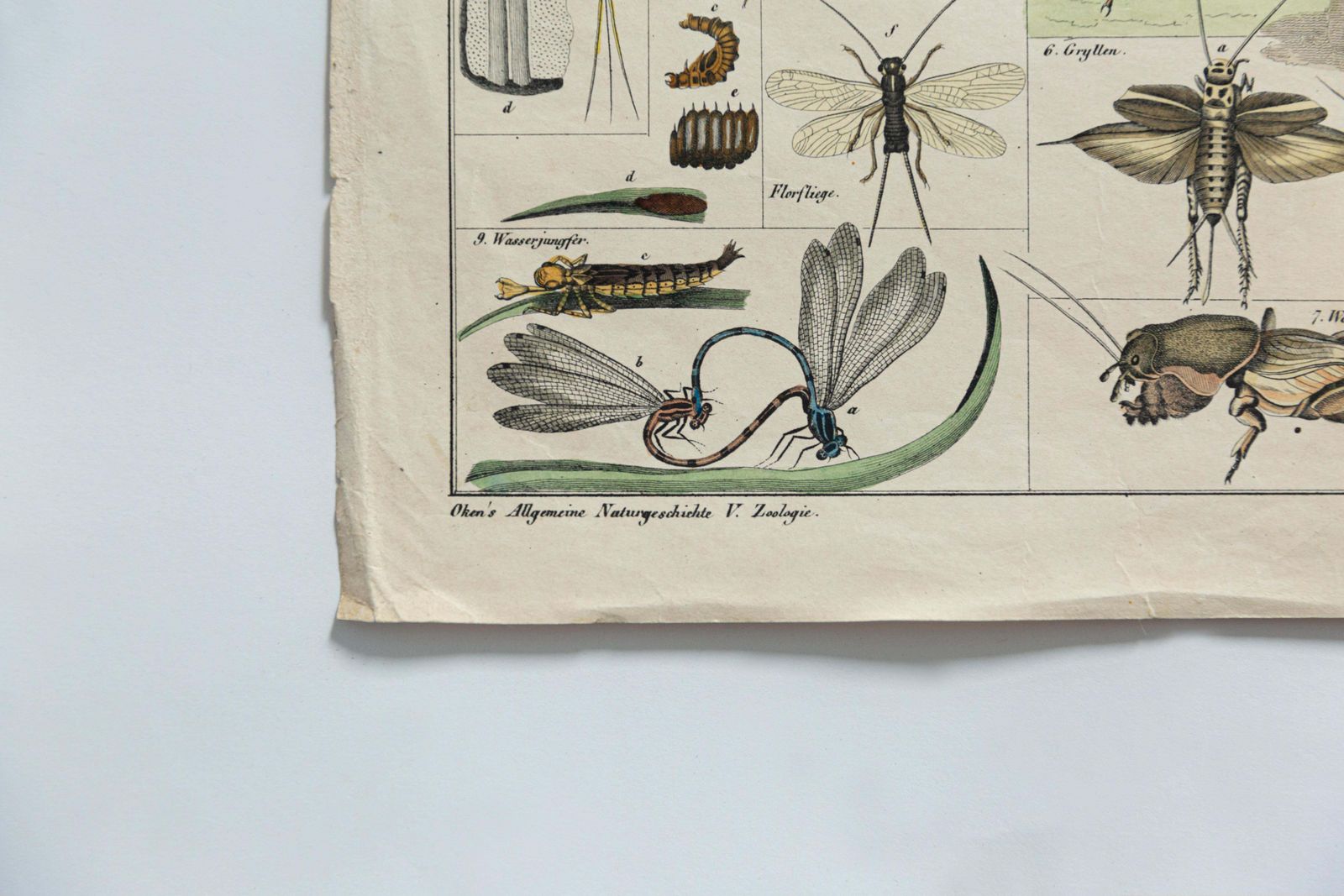 Vintage Botanical Mushroom Illustration, By E. Hochdanz, Stuttgart, Germany photo 106.0