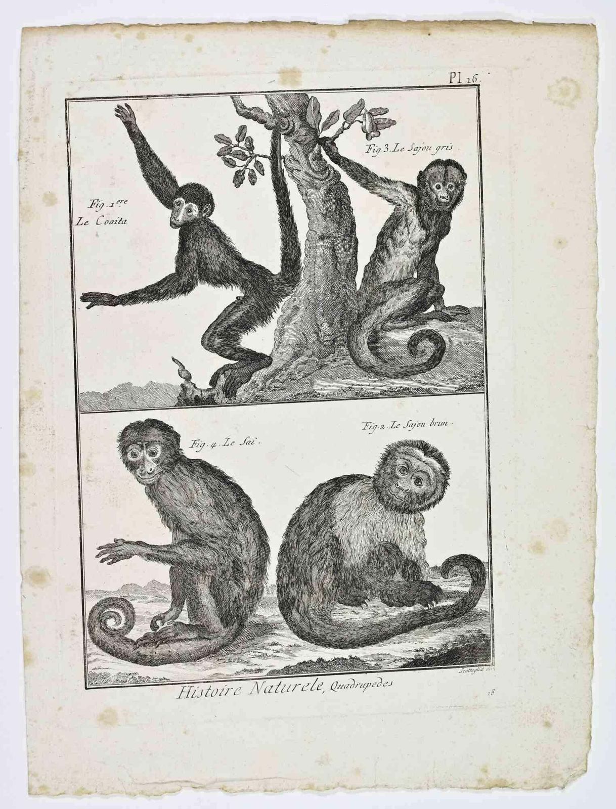 Unknownmonkeys (Le Coaita; Le Sajou Gris; Le Sajou Brun...   Etching   18th Century18th Century