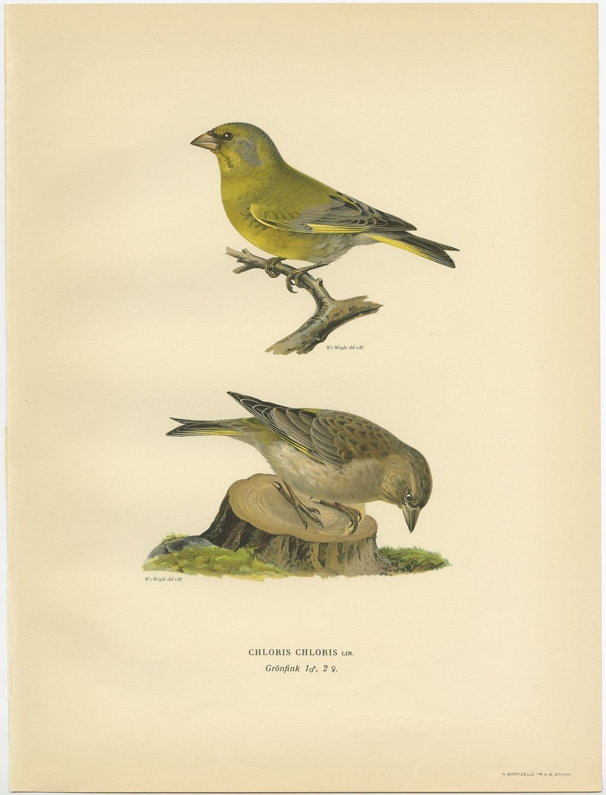 Antique Bird Print Of The European Greenfinch By Von Wright (1927)