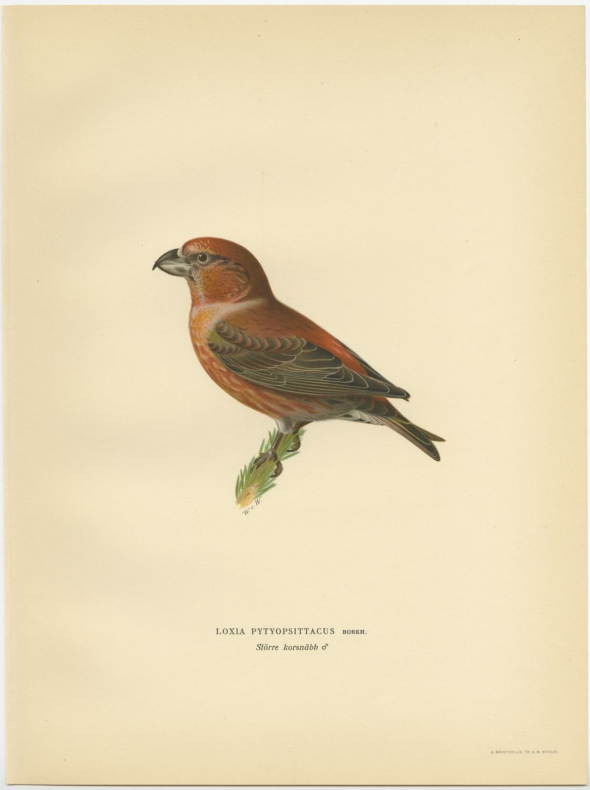 Antique Print Of The Parrot Crossbill By Von Wright (1927)