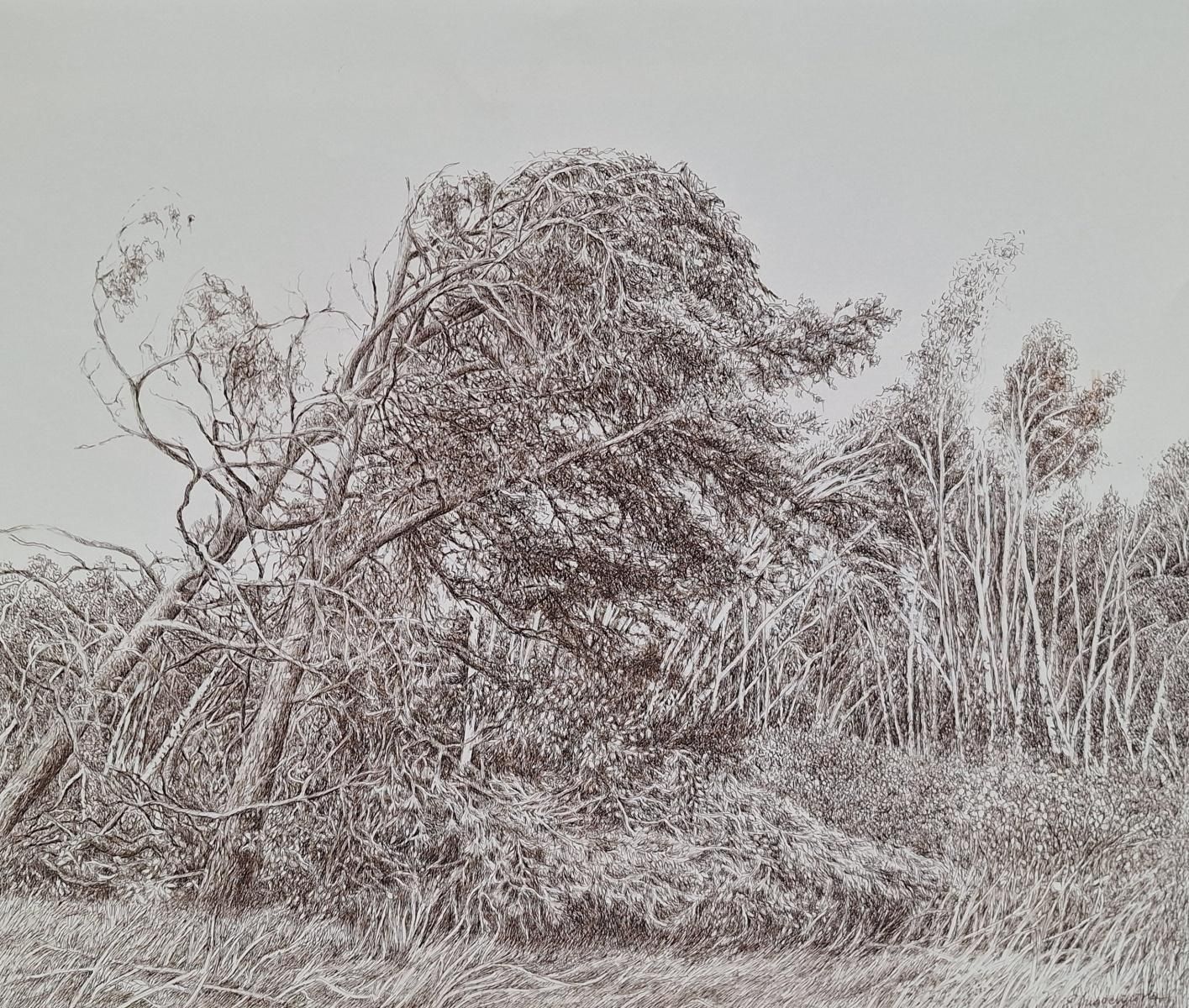 Elżbieta Siegoczyńskapine Trees. Figurative Drawing, Landscape, Realistic, Polish Artist2025