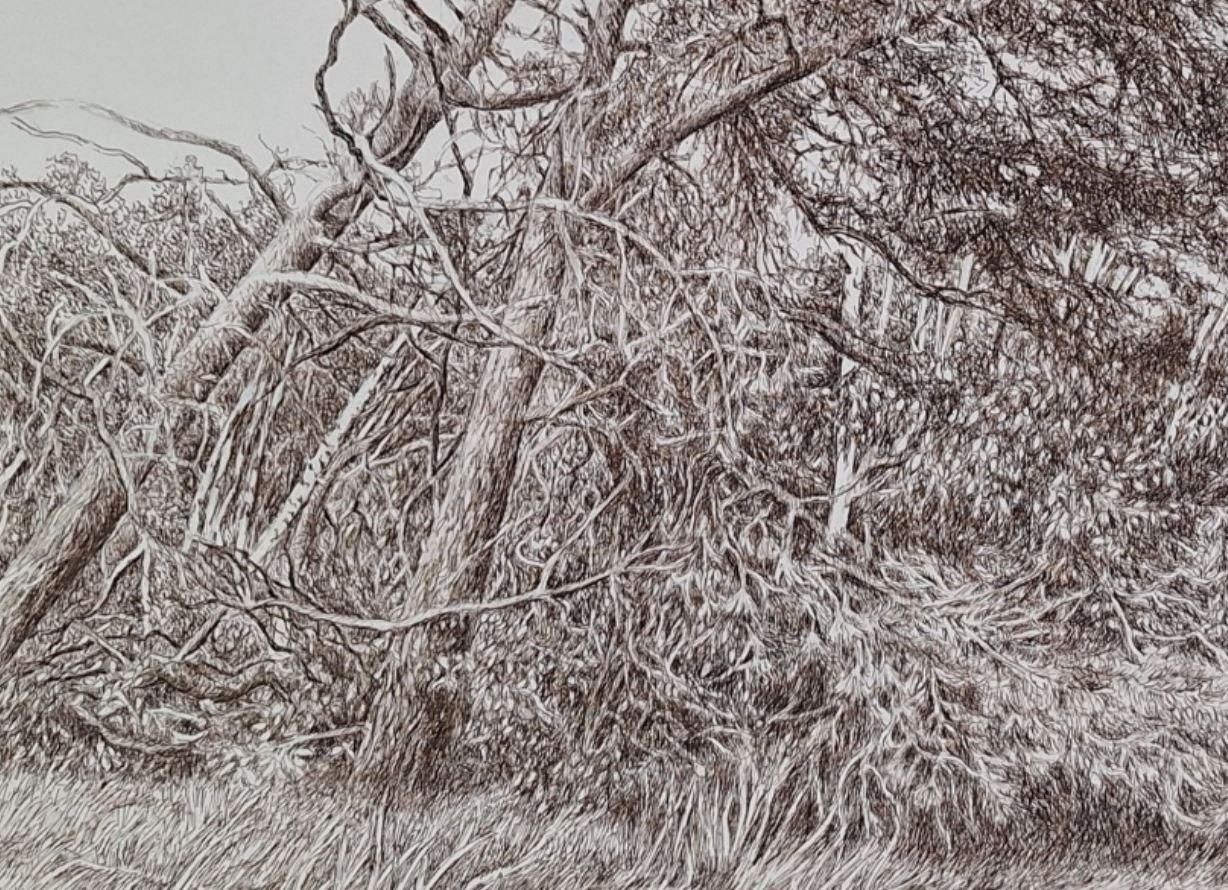 Elżbieta Siegoczyńskapine Trees. Figurative Drawing, Landscape, Realistic, Polish Artist2025 photo Art