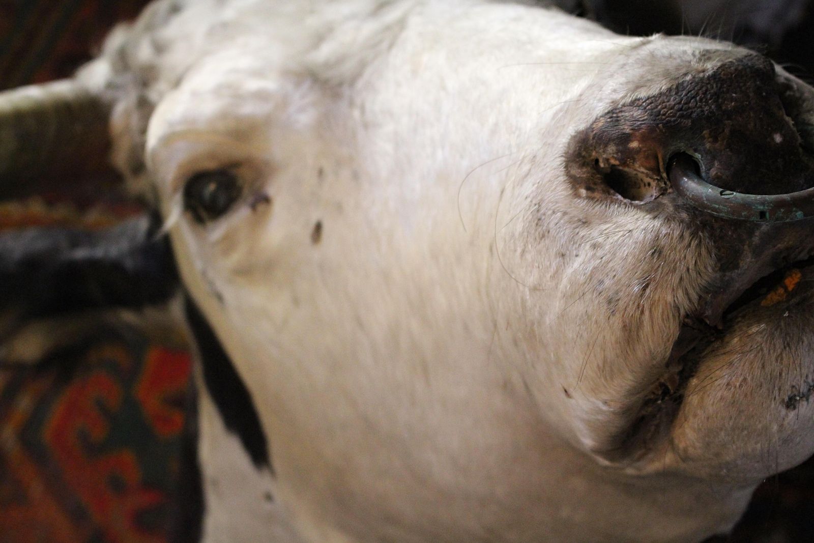 Late 19th Century Huge Holstein Stud Bull Taxidermy Head Mount Country House photo for sale