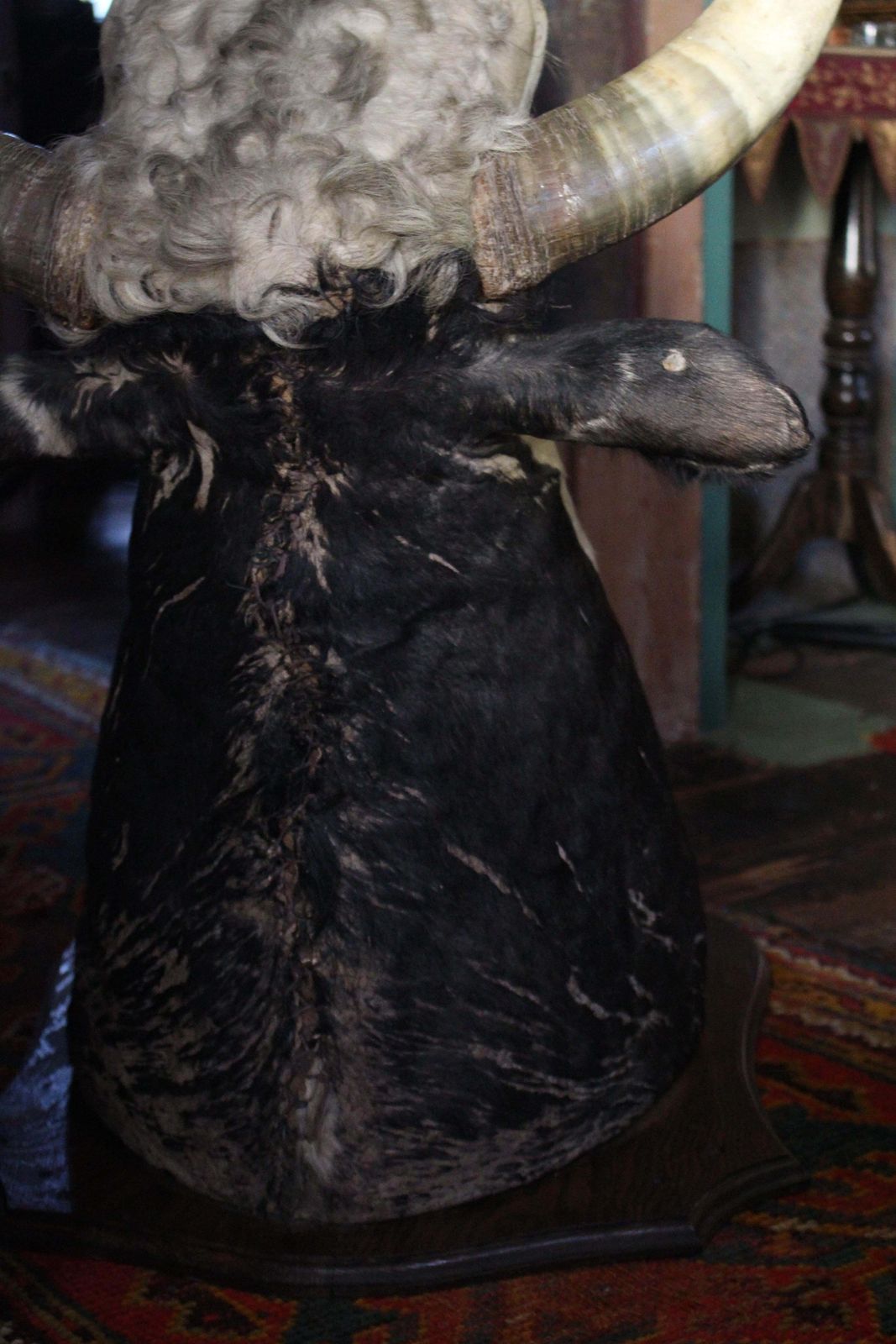 photo for sale Late 19th Century Huge Holstein Stud Bull Taxidermy Head Mount Country House