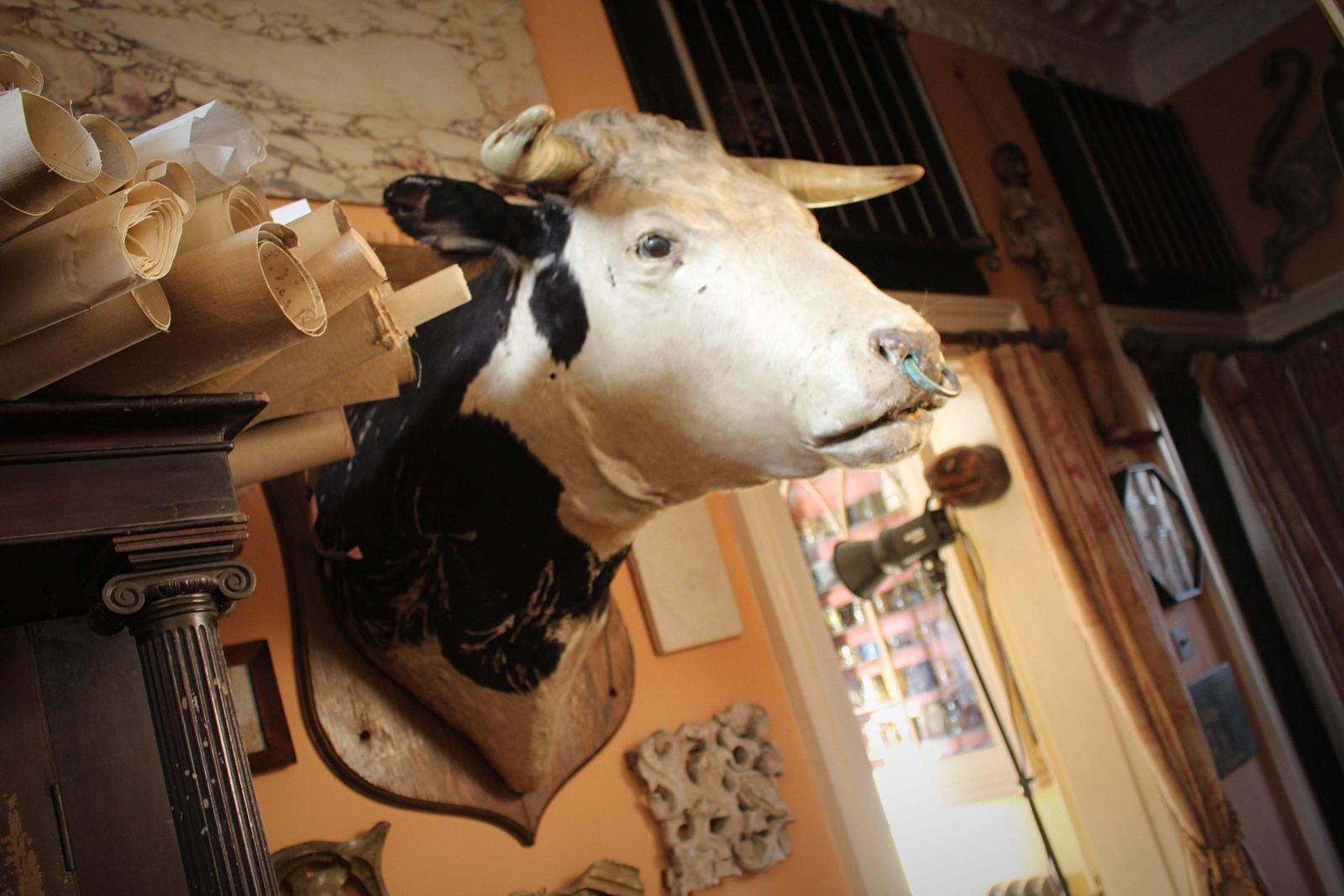 photo buy Late 19th Century Huge Holstein Stud Bull Taxidermy Head Mount Country House