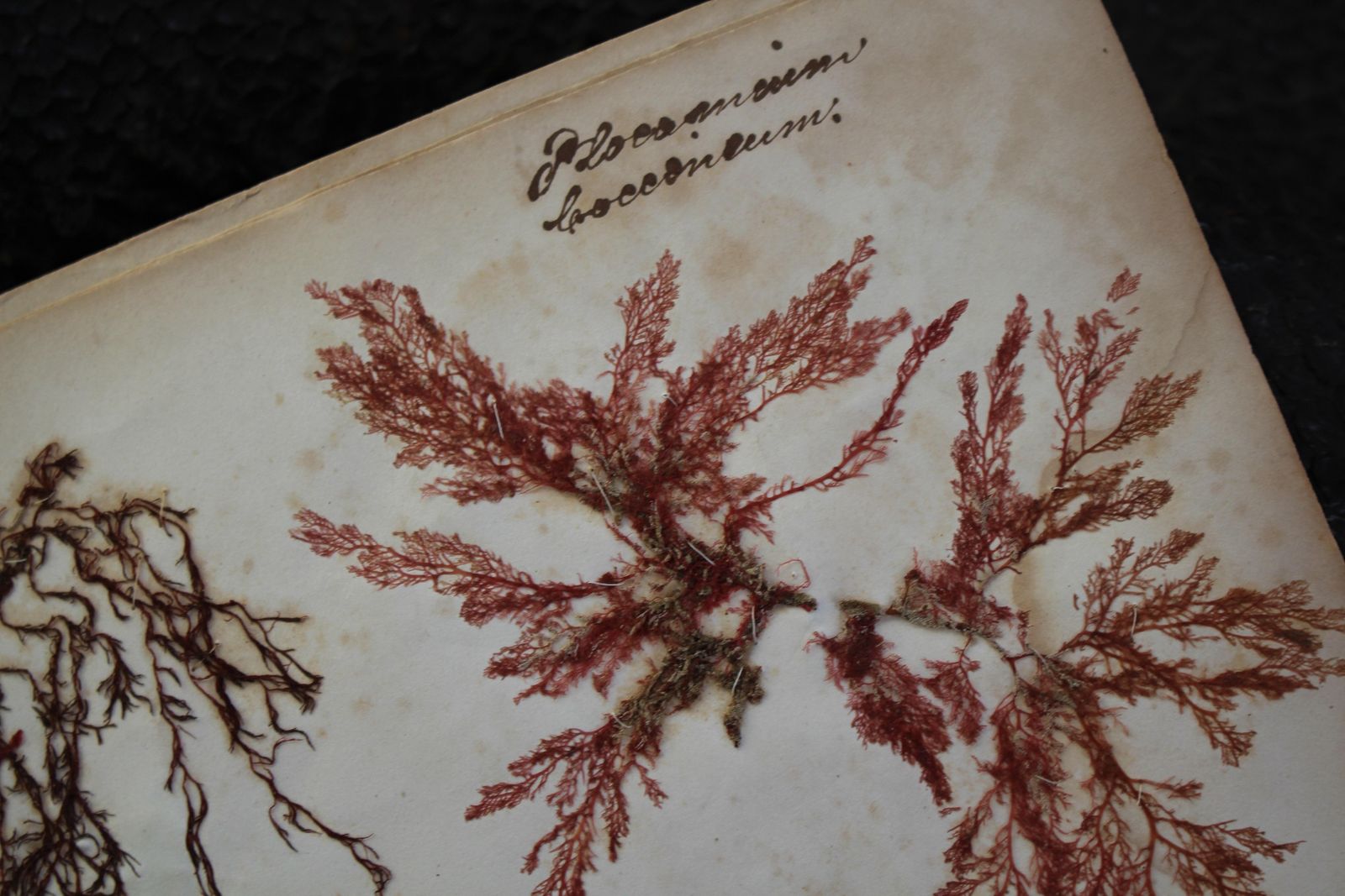photo vinterior 19th Century Dried & Foraged Seaweed Specimen Botanical Book Natural History