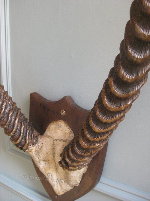 Trio Of Victorian Mounted Horns photo for sale