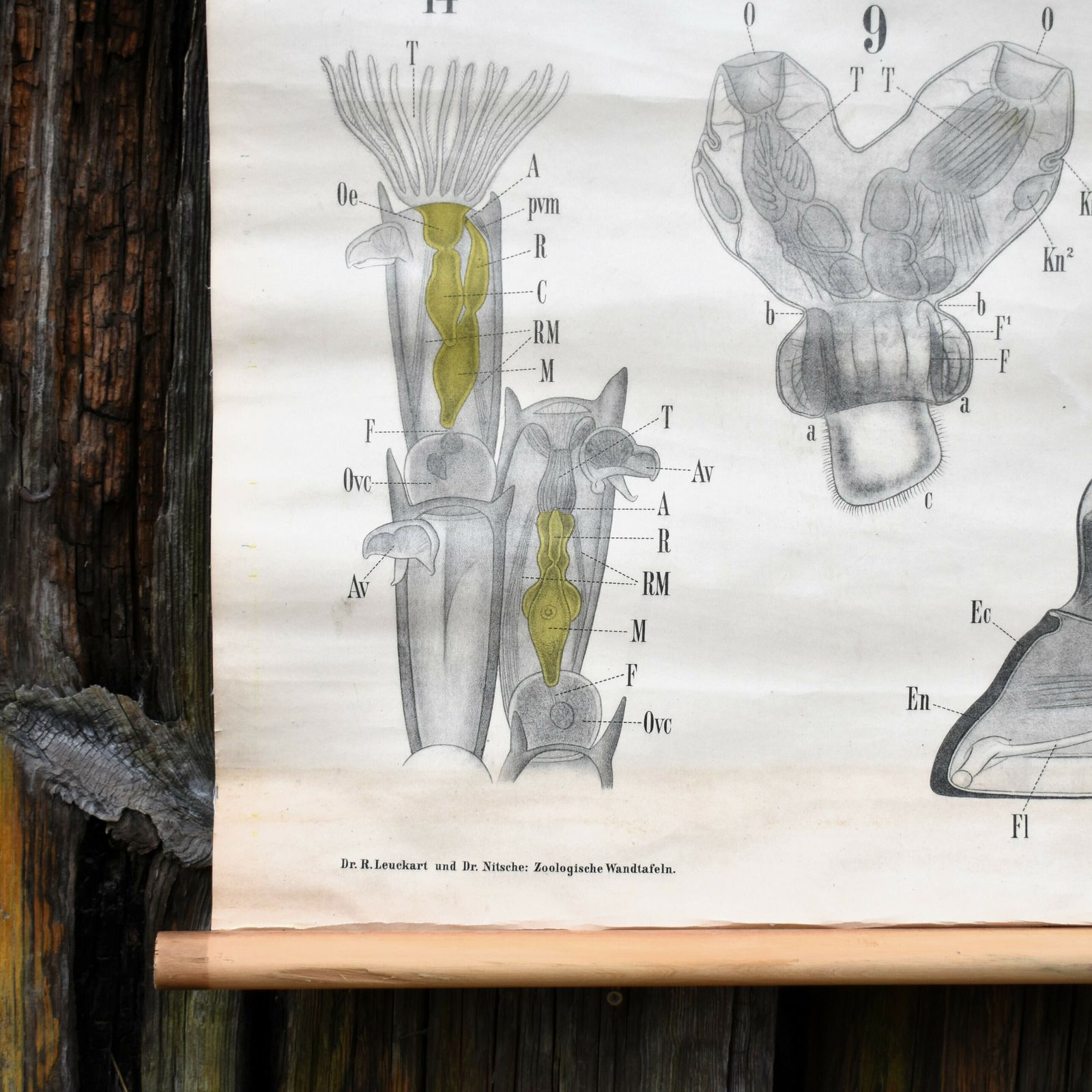 Antique 1880 34 Leuckart Nitches Fischer Entoprocta Scientific Wall Chart Poster photo vinterior