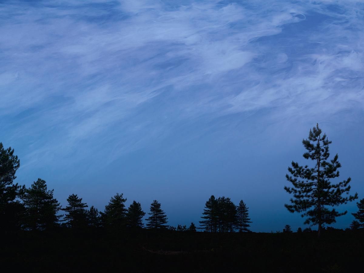 Ellie Davies Ebb & Flow 2, 2025   Ancient Natural Woodland Landscape Blue Skies Fir Trees 2025