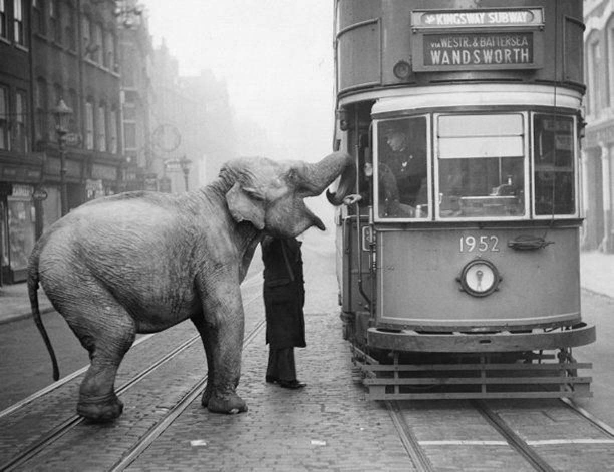 Hungry Elephant   London Street Photography 1950s Elephant Photography