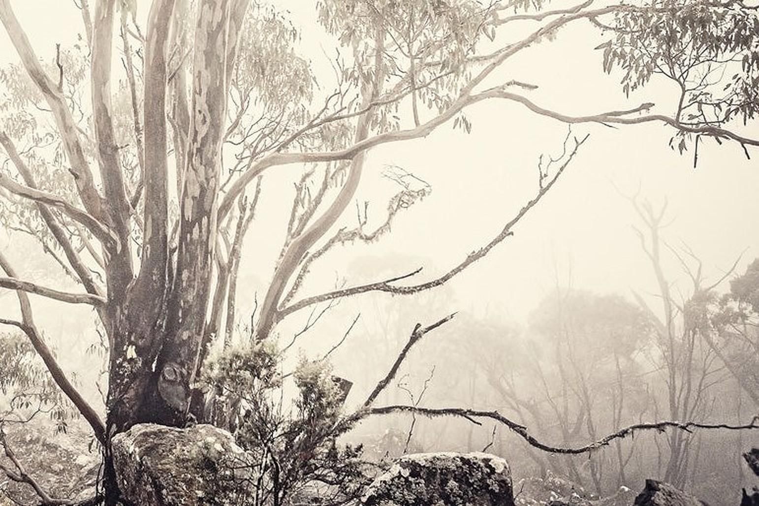 Morgan Silk Eucalyptus I   Tasmanian Natural Landscape Australian Environment Photography 2013 photo for sale