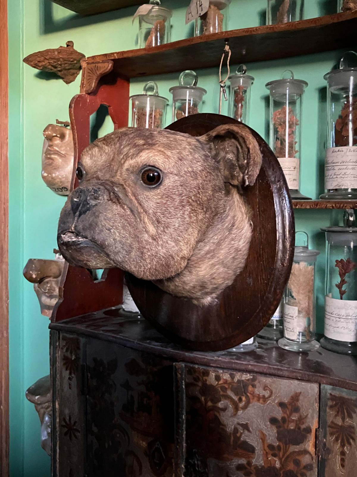 19th Century English Bulldog Taxidermy Head Mount Country House photo 6127.0