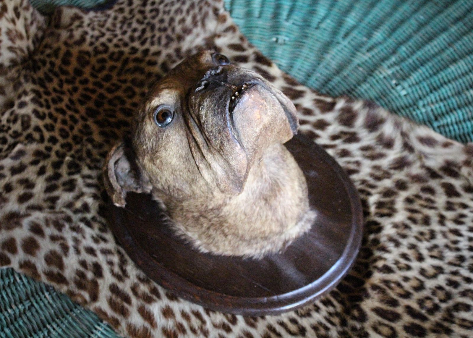19th Century English Bulldog Taxidermy Head Mount Country House photo vinterior