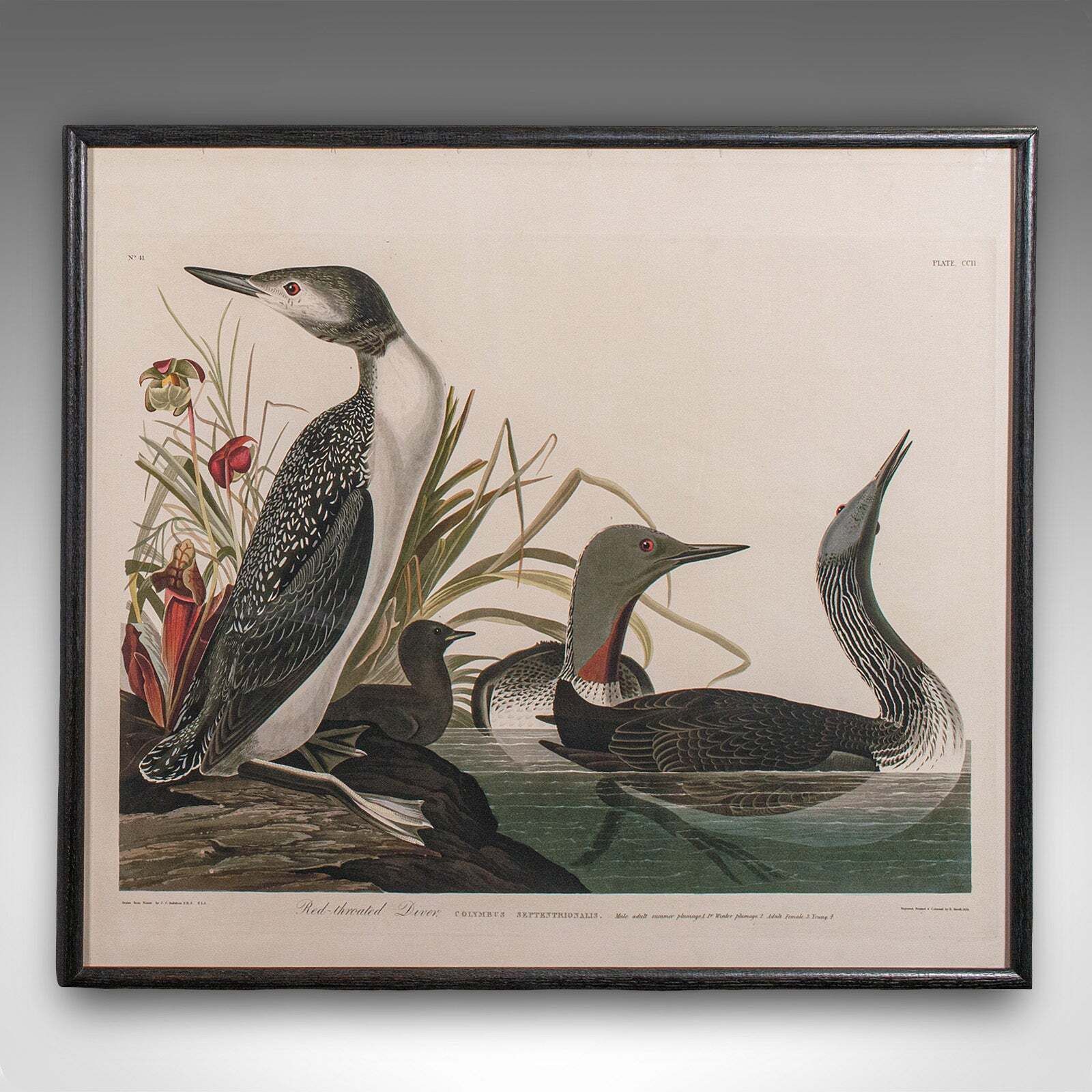 Pair Of Vintage Duck Pictures, English, Framed Print, After Audubon, Art, C.1980 photo vinterior