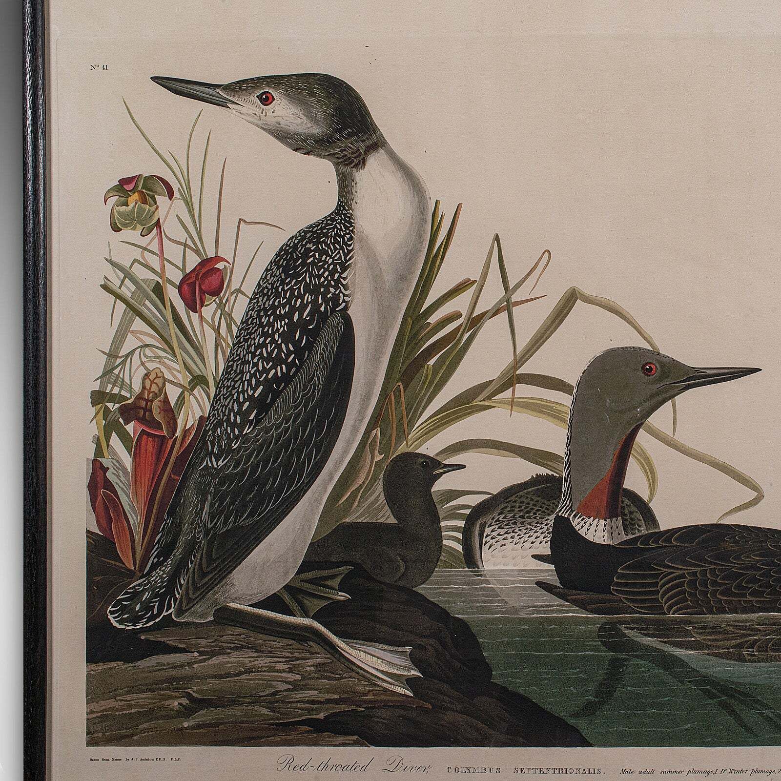 Pair Of Vintage Duck Pictures, English, Framed Print, After Audubon, Art, C.1980 photo buy