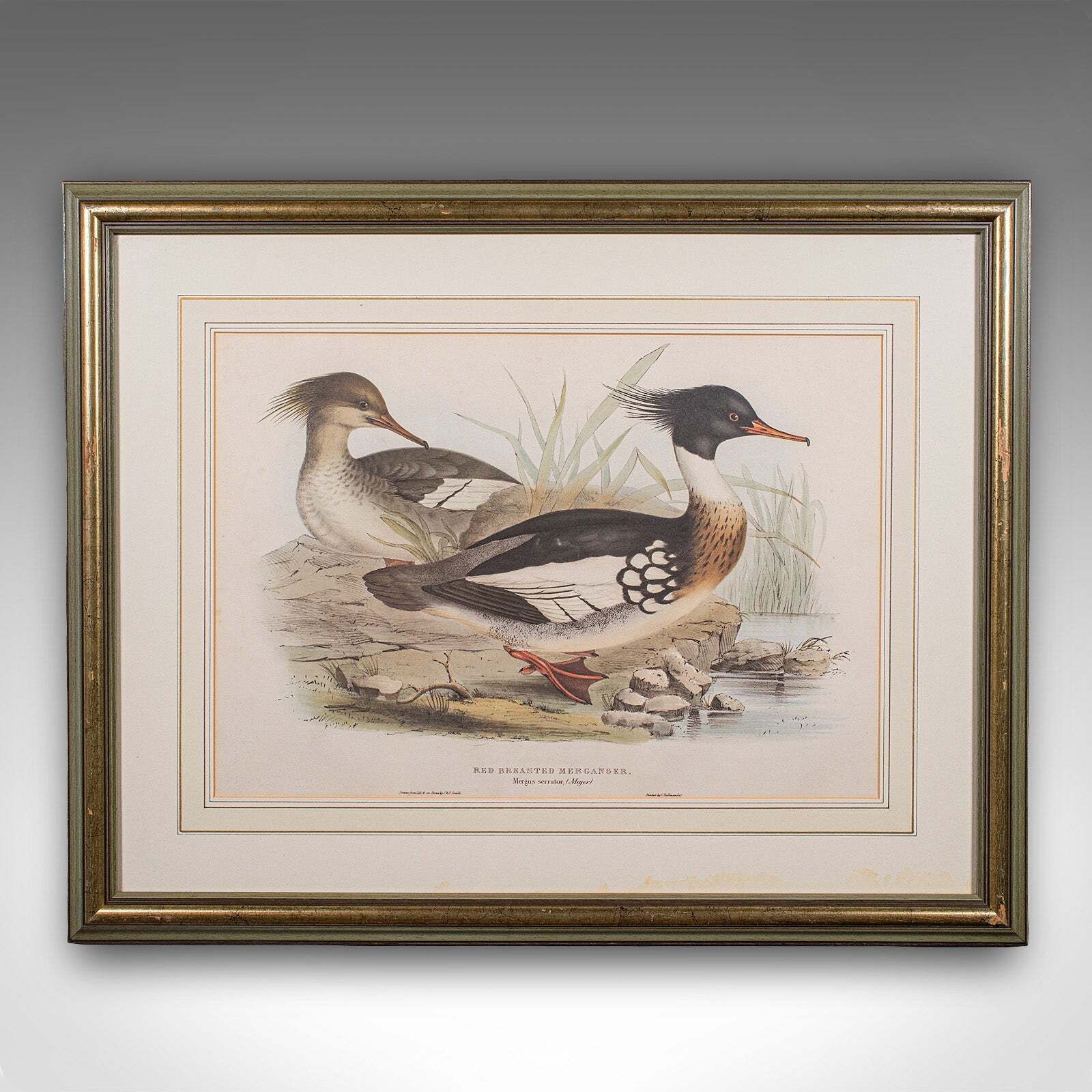 Pair Of Antique Duck Pictures, Framed Wildlife Art Prints, Lithograph, Victorian photo for sale