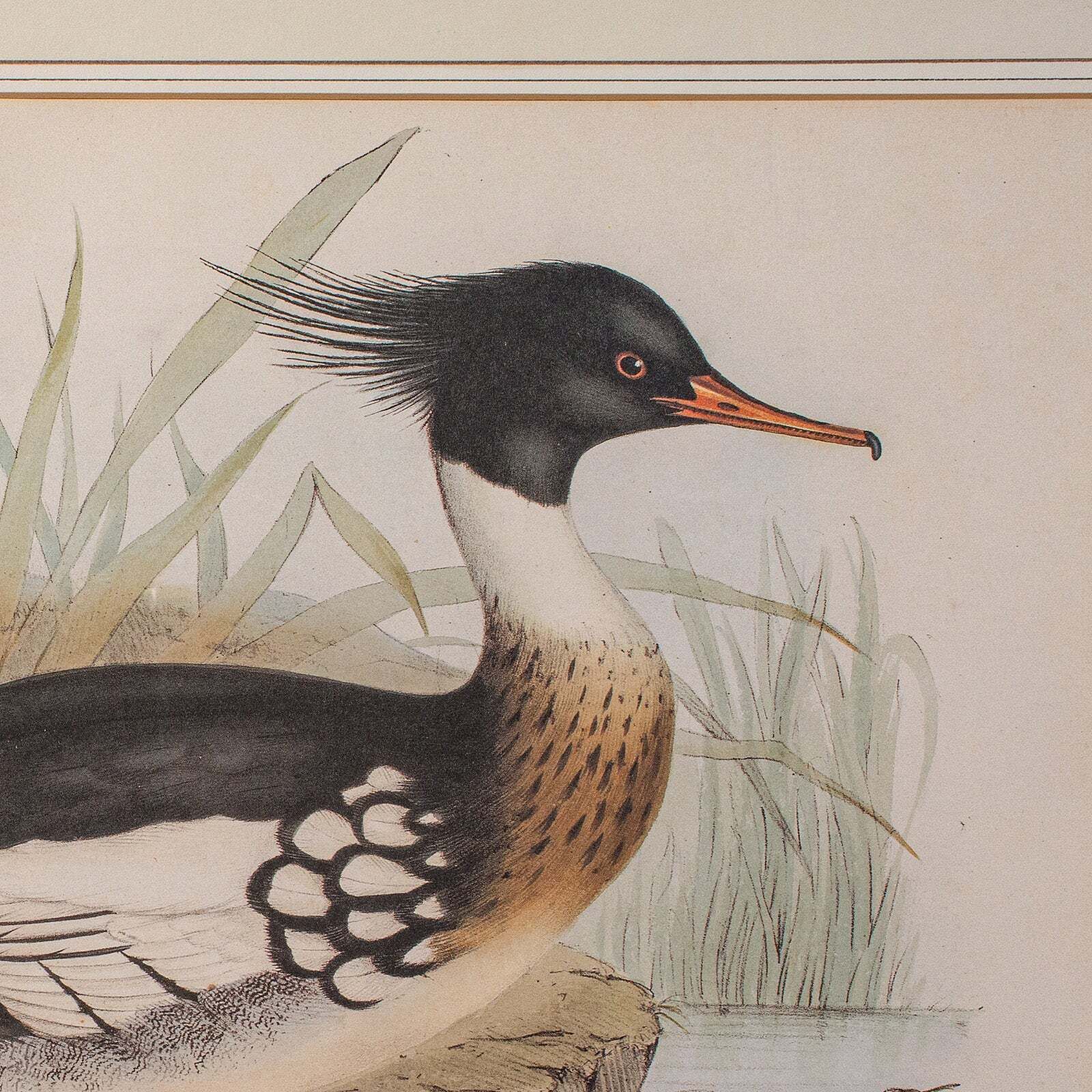 Pair Of Antique Duck Pictures, Framed Wildlife Art Prints, Lithograph, Victorian photo buy
