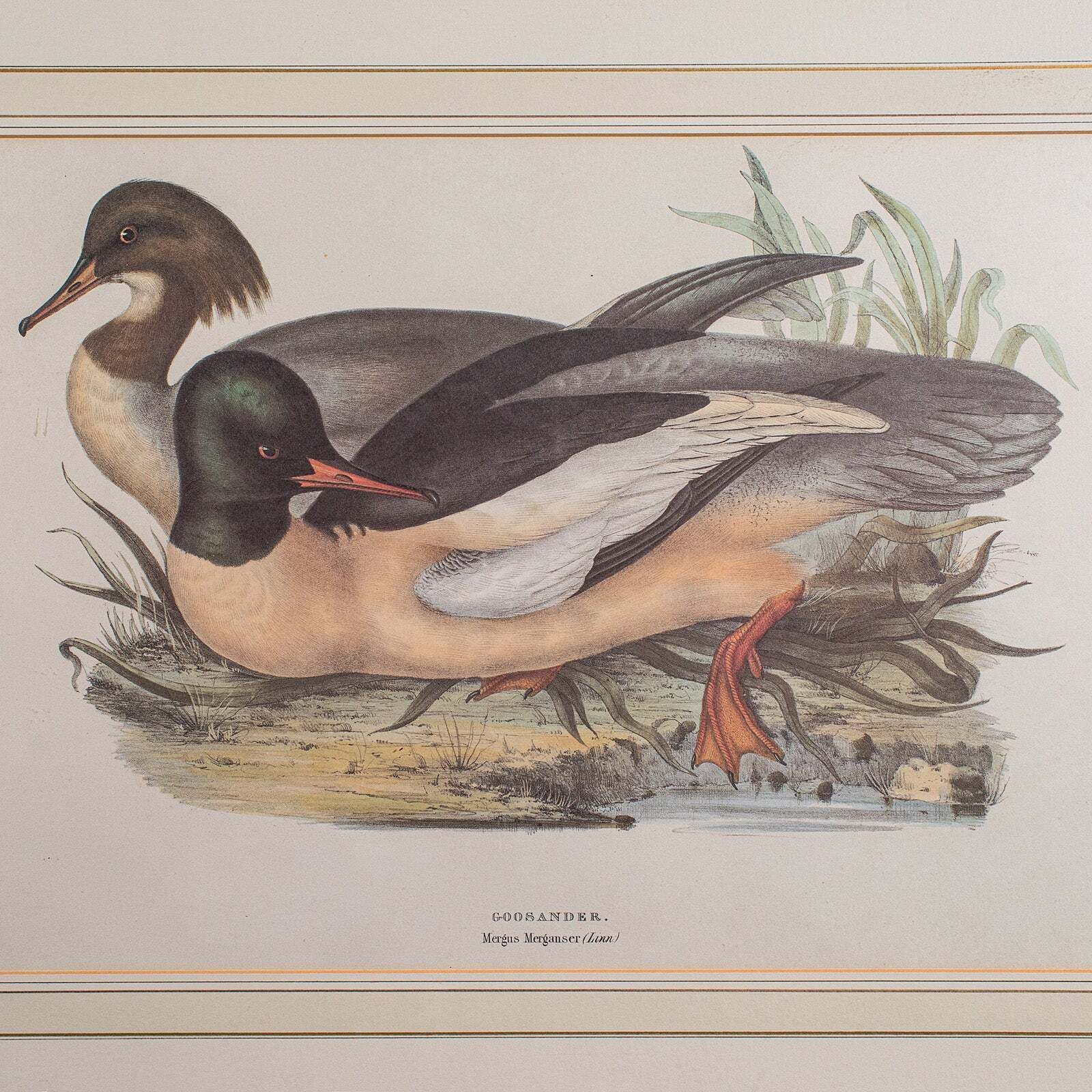 Pair Of Antique Duck Pictures, Framed Wildlife Art Prints, Lithograph, Victorian photo vintage