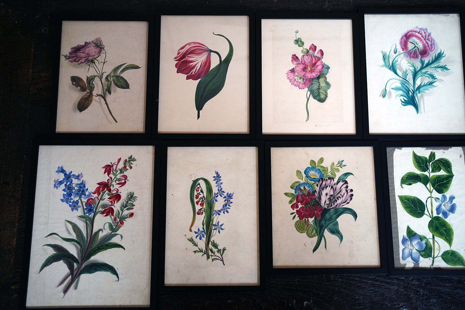 photo furniture A Group Of Twelve Framed Late 19thc Botanical Watercolours C.1900
