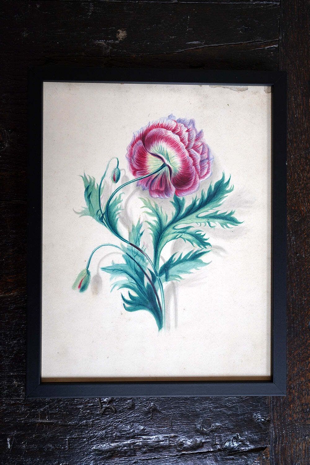 photo buy A Group Of Twelve Framed Late 19thc Botanical Watercolours C.1900
