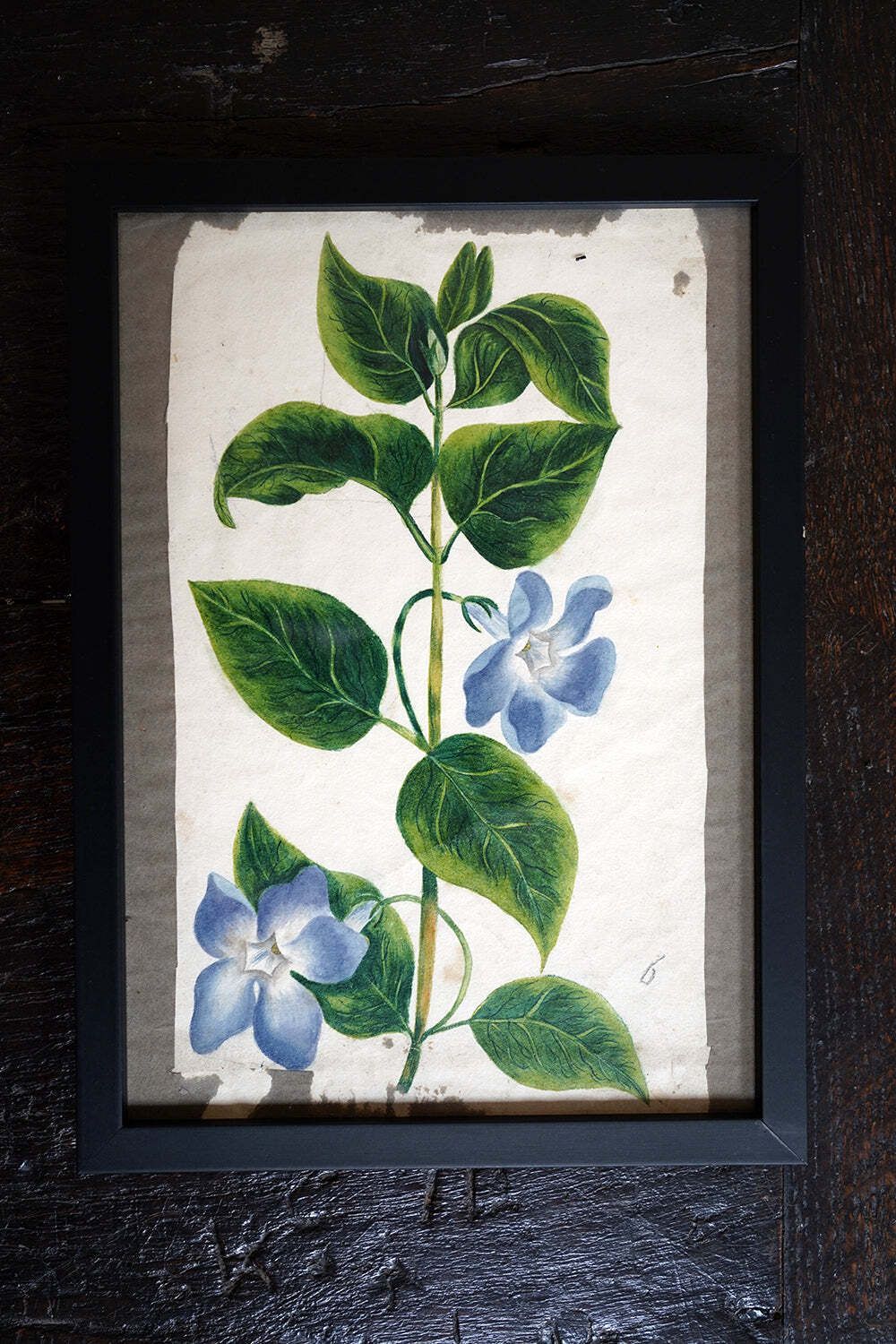 photo vintage A Group Of Twelve Framed Late 19thc Botanical Watercolours C.1900