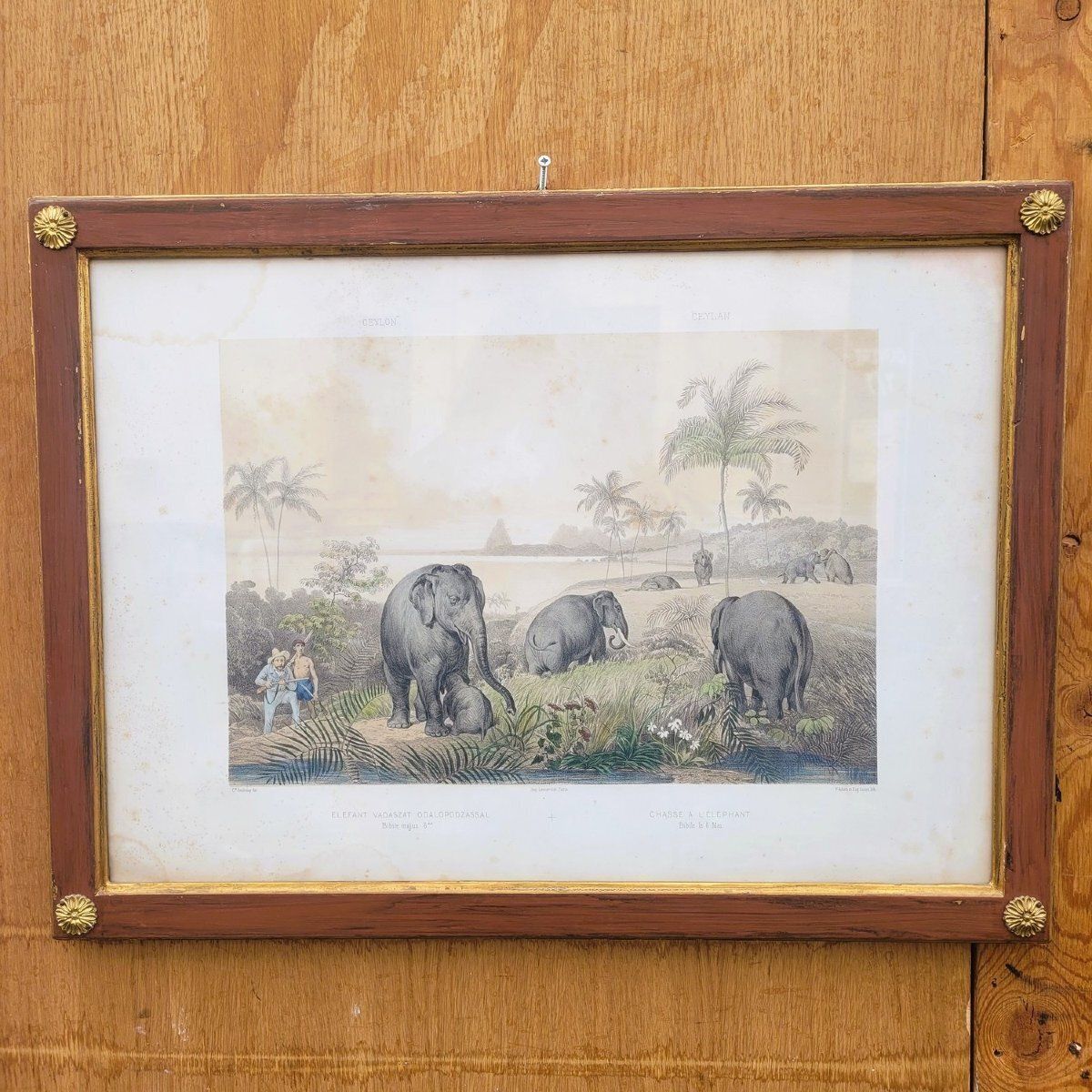 Art Set Of 7 Framed Engravings, Hunting In Asia, 19th Century photo