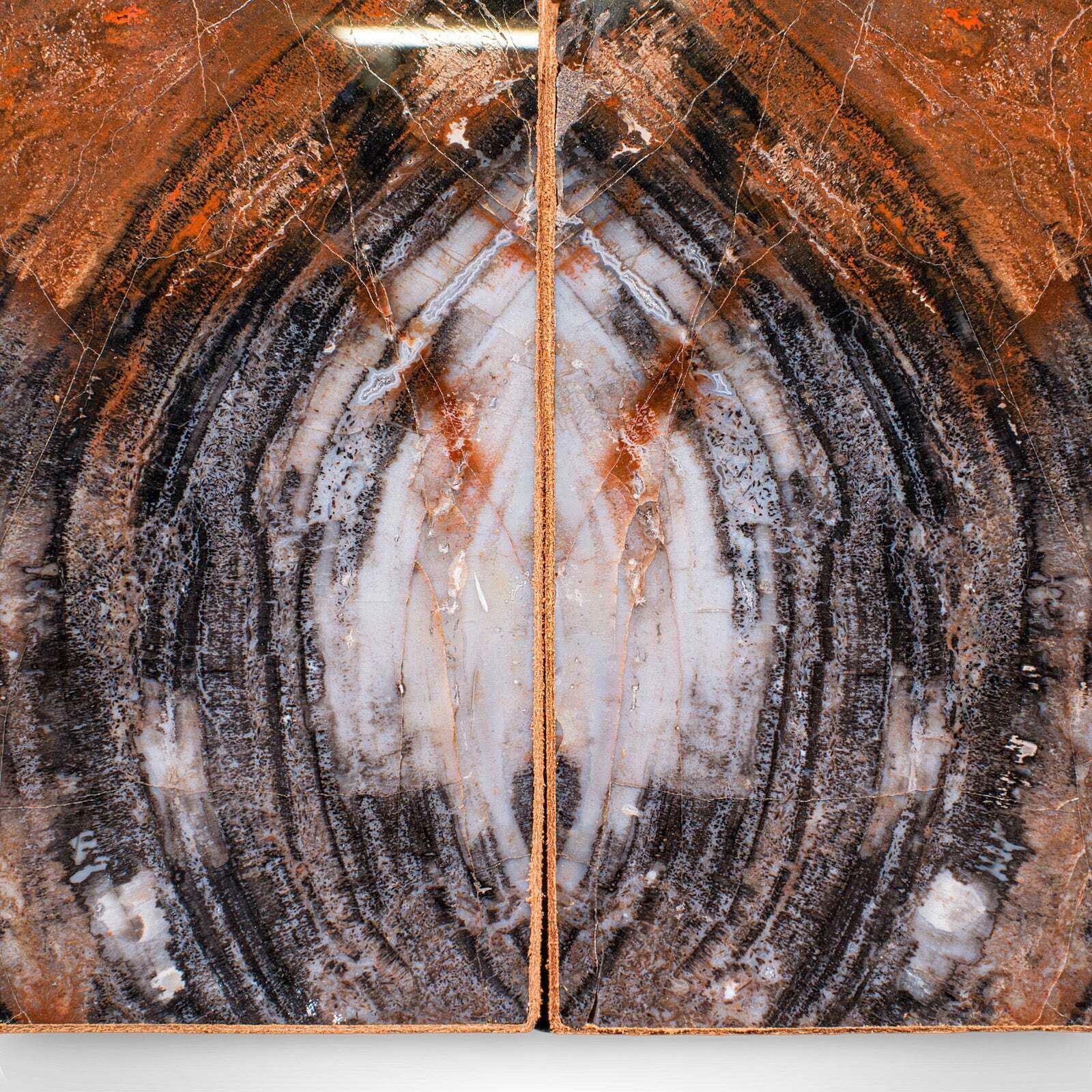 photo furniture Pair Of Prehistoric Large Volume Bookends, Petrified Wood, Book Rest, Geological