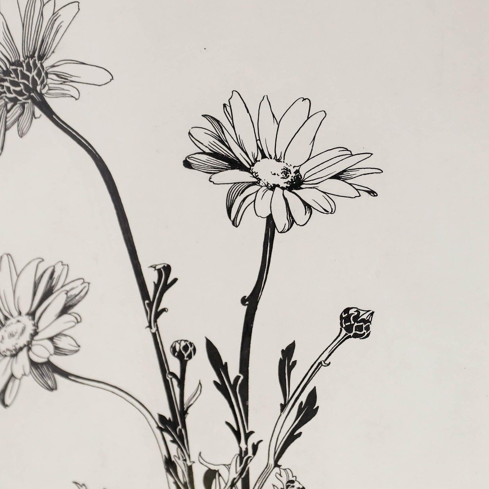 Attrib. Sylvan G. Boxsius (1878 1941) Pen And Ink Drawing, Oxeye Daisies photo Art