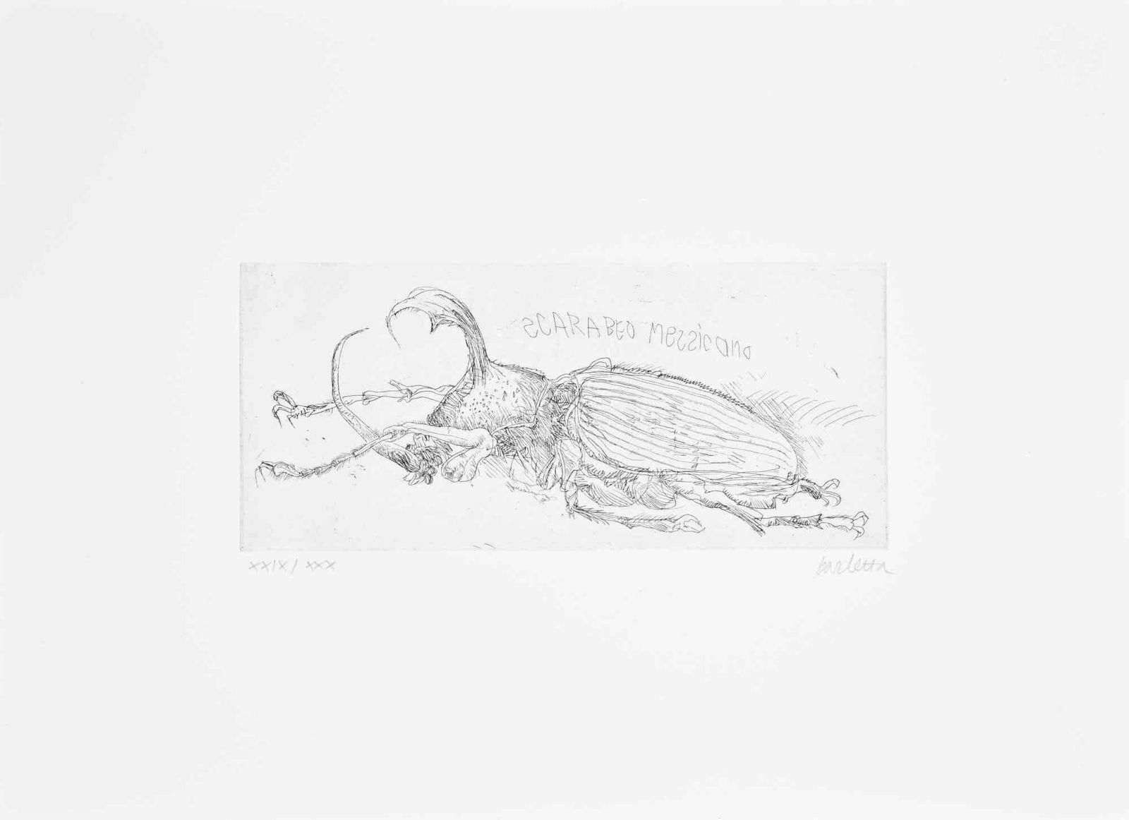 Sergio Barlettamexican Beetle   Etching By Sergio Barletta   1970s1970s