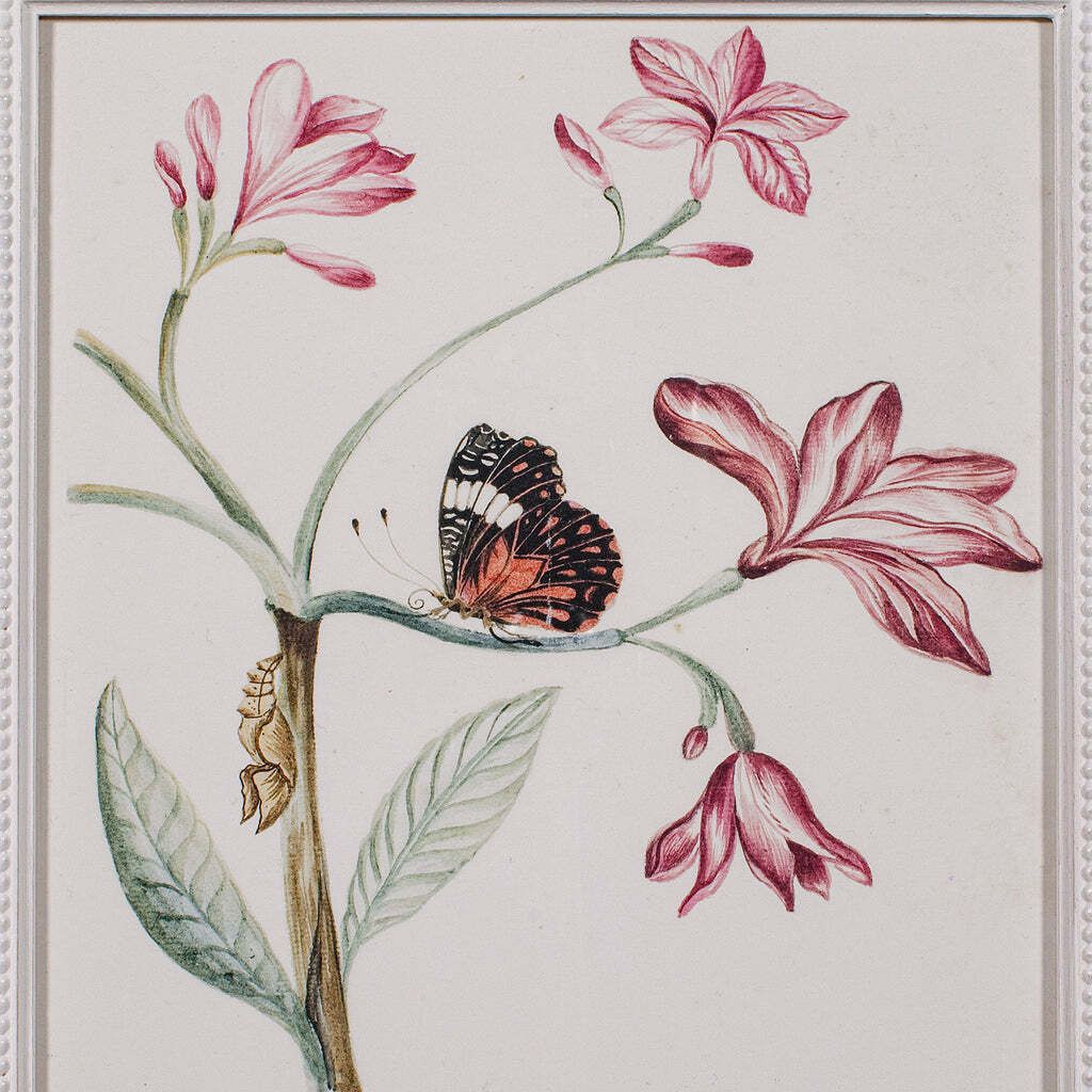 Art 4 Vintage Botanical Pictures, Framed Print, Plant Illustrations, Natural Art photo
