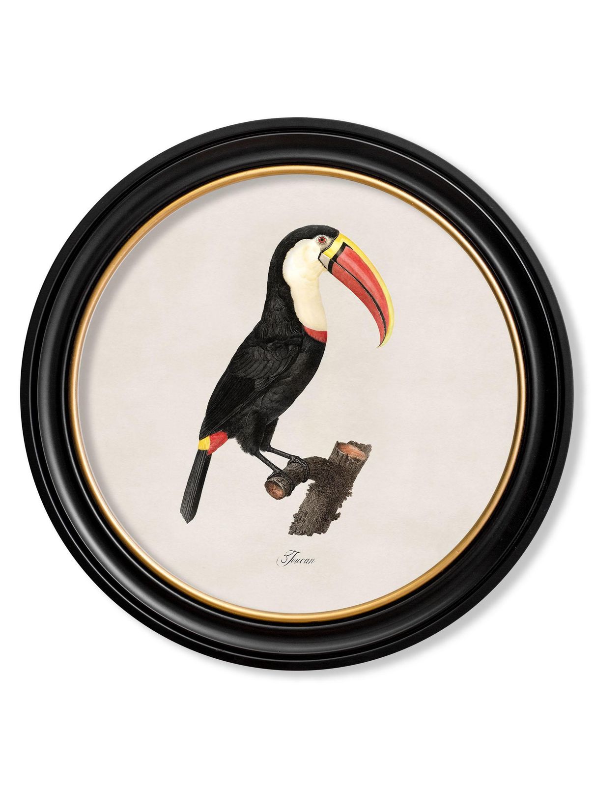 Set Of Two Toucan Prints (B) In Circular Frames From Early 19thc Originals, New photo for sale