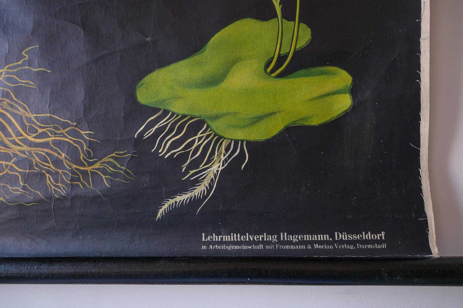 Original Botanical Vintage German School Wall Chart Fern Botany Beautiful Rare Jung Koch Quentell photo furniture