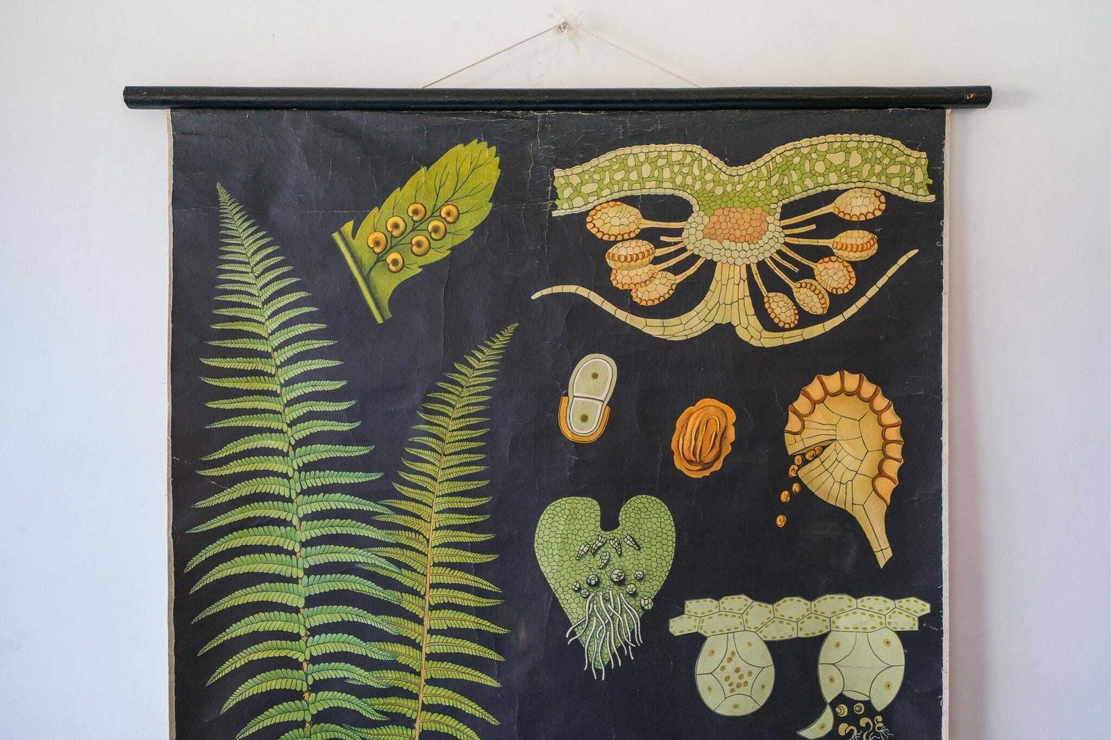 Original Botanical Vintage German School Wall Chart Fern Botany Beautiful Rare Jung Koch Quentell photo for sale