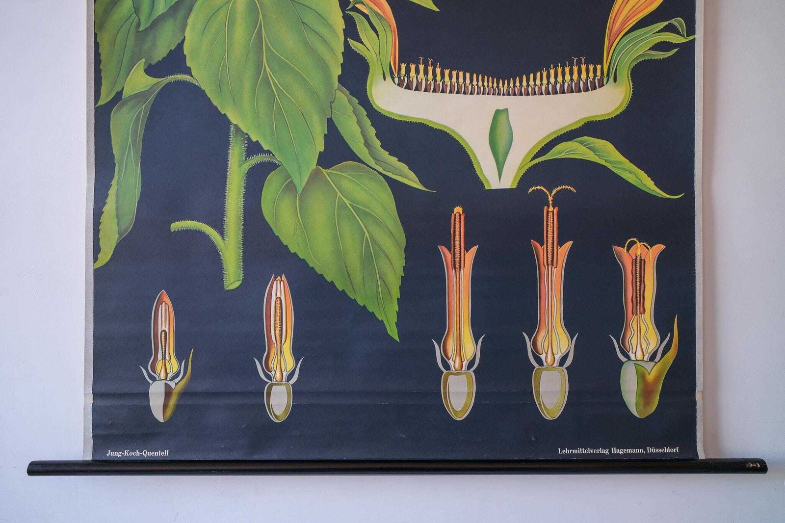 Original Botanical Vintage German School Wall Chart Sunflower Botany Beautiful Rare Jung Koch Quentell photo Art