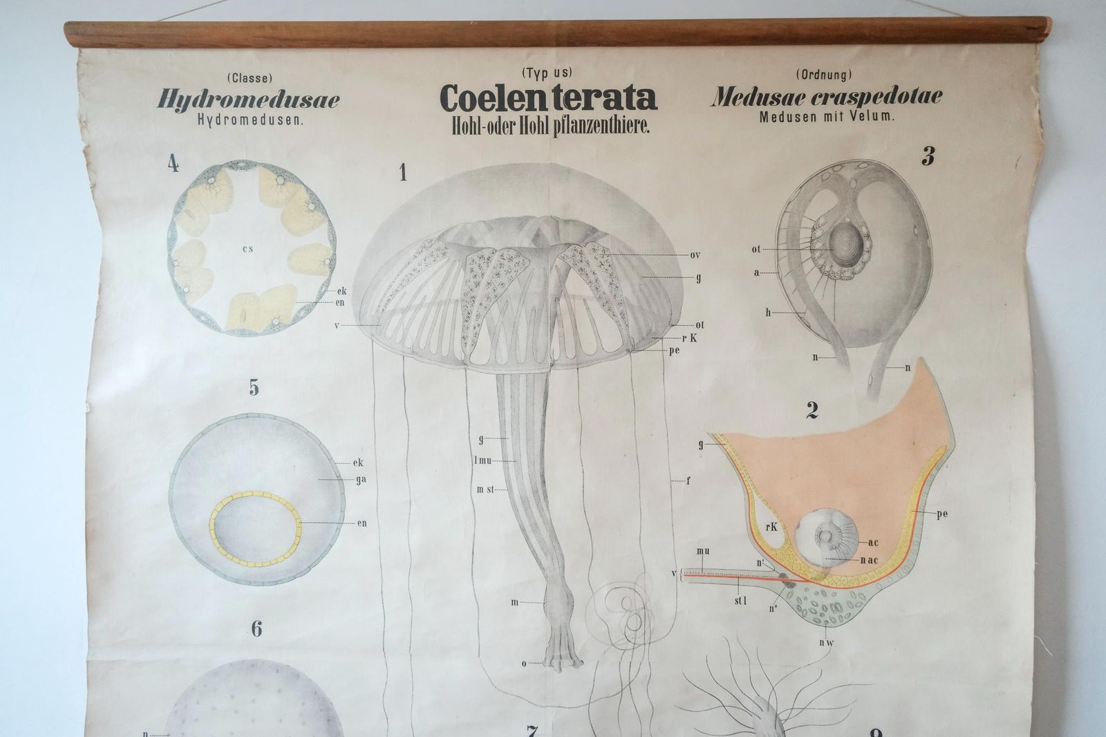 Original Antique Rudolf Leuckart Zoological Vintage German School Wall Chart Coelenterata Jellyfish Zoology Beautiful Rare photo 831.0
