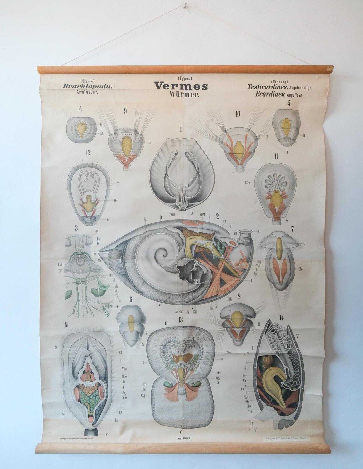 Original Antique Rudolf Leuckart Zoological Vintage German School Wall Chart Armoured Brachiopod Worms Zoology Beautiful Rare
