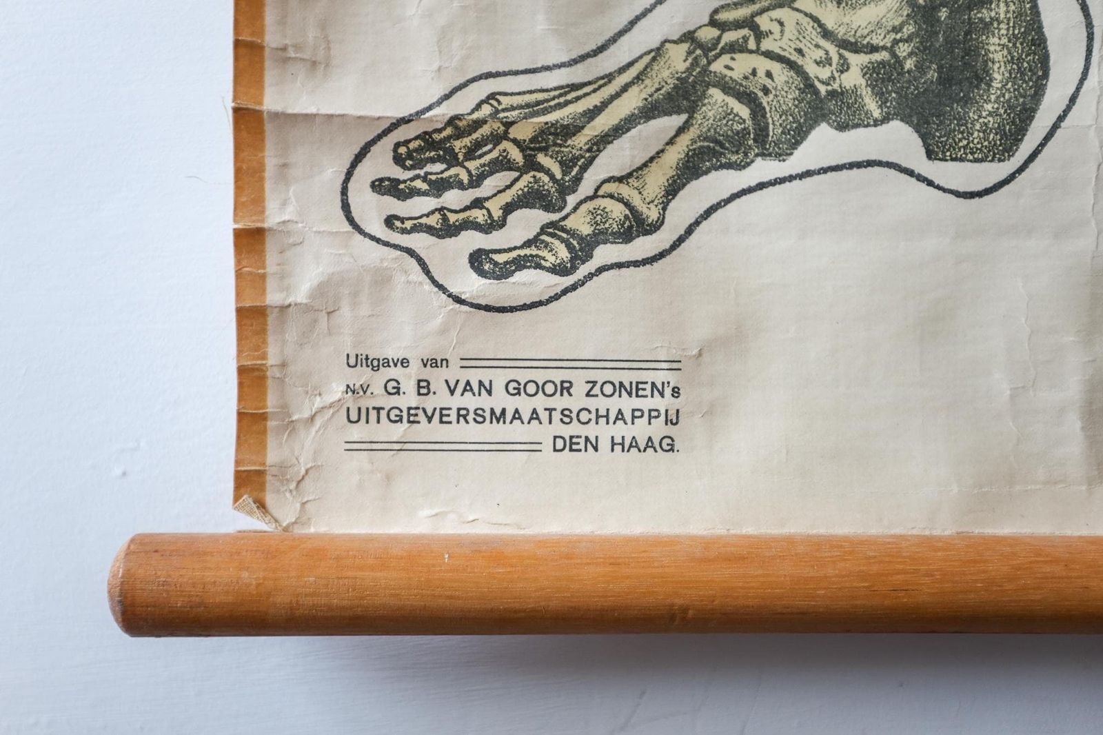 Original Anatomical Vintage Dutch Educational School Wall Chart Human Skeleton Prof Barge Full Length Anatomy Science Beautiful Rare photo 235.0