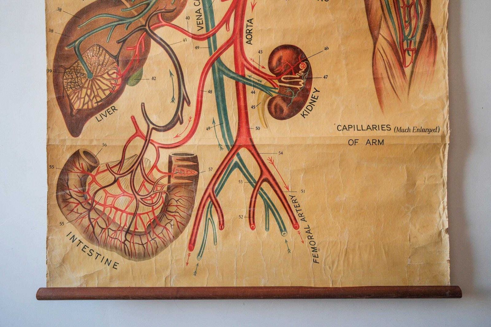 Original Anatomical Antique Vintage British Educational Wall Chart Heart Circulatory System Veinous John Collie Anatomy Cardiology Rare photo Art