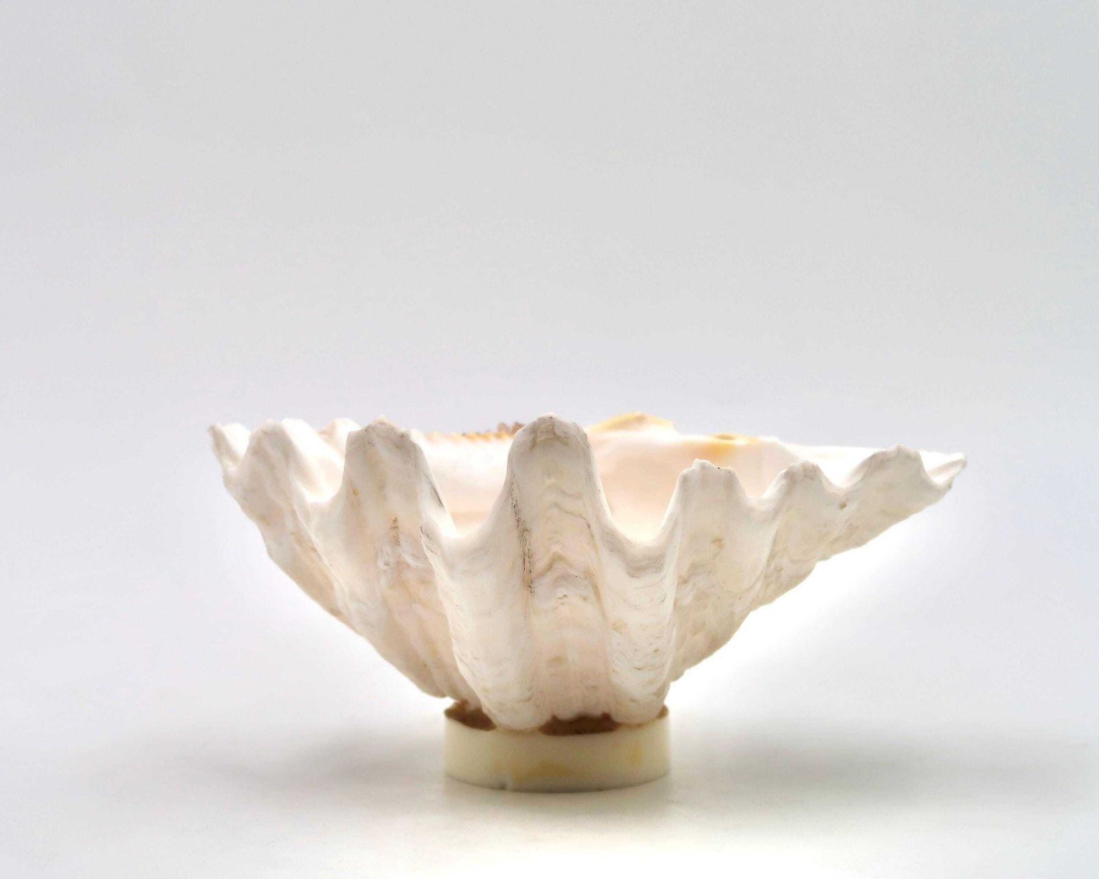 Seashell, Ring Dish, Clam Tridacne 1970s / Bowl, Soap Dish, Cabinet Of Curiosity, Jewelry Display, Home Decor, Minimalist Bathroom