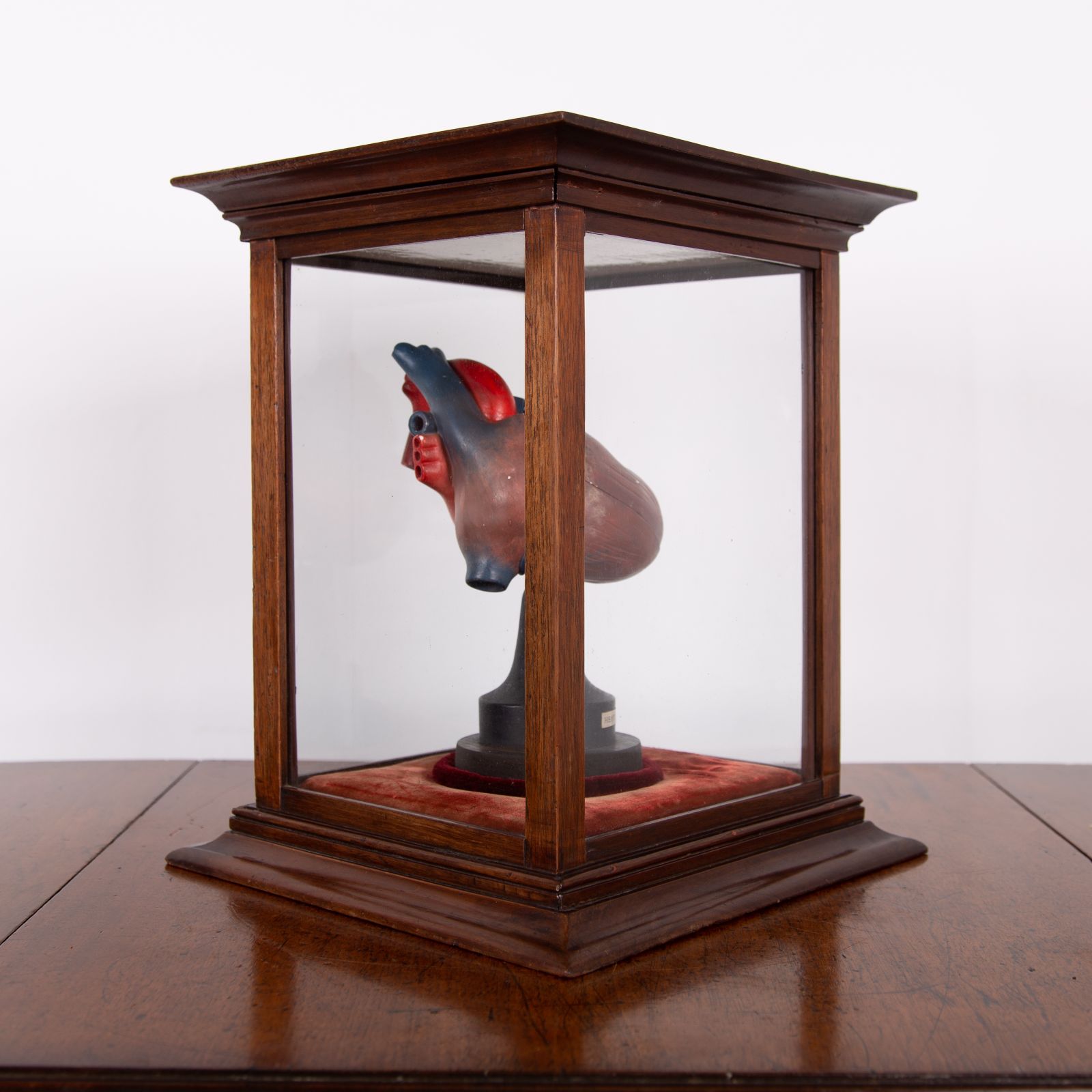 Anatomical Heart In Fine Display Case Cabinet photo vintage