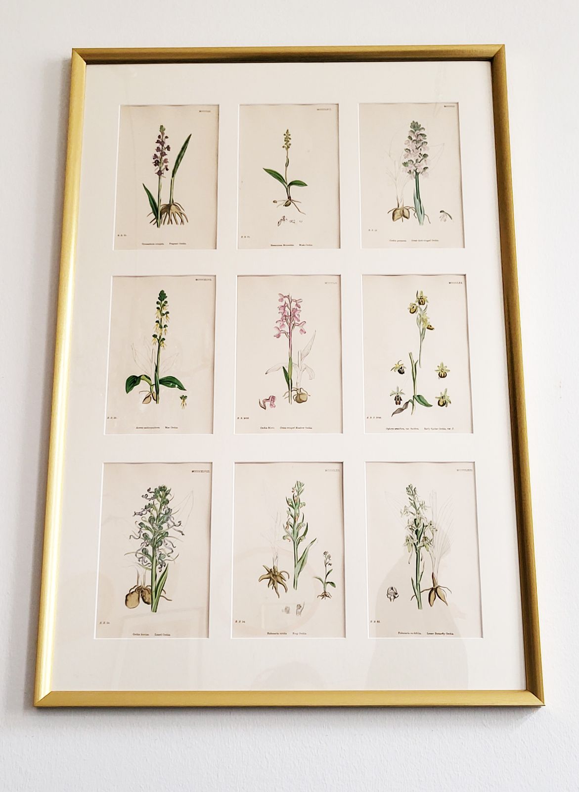 Framed Set (No. 1) Of 9 Antique Hand Coloured Orchid Prints, 19th Century