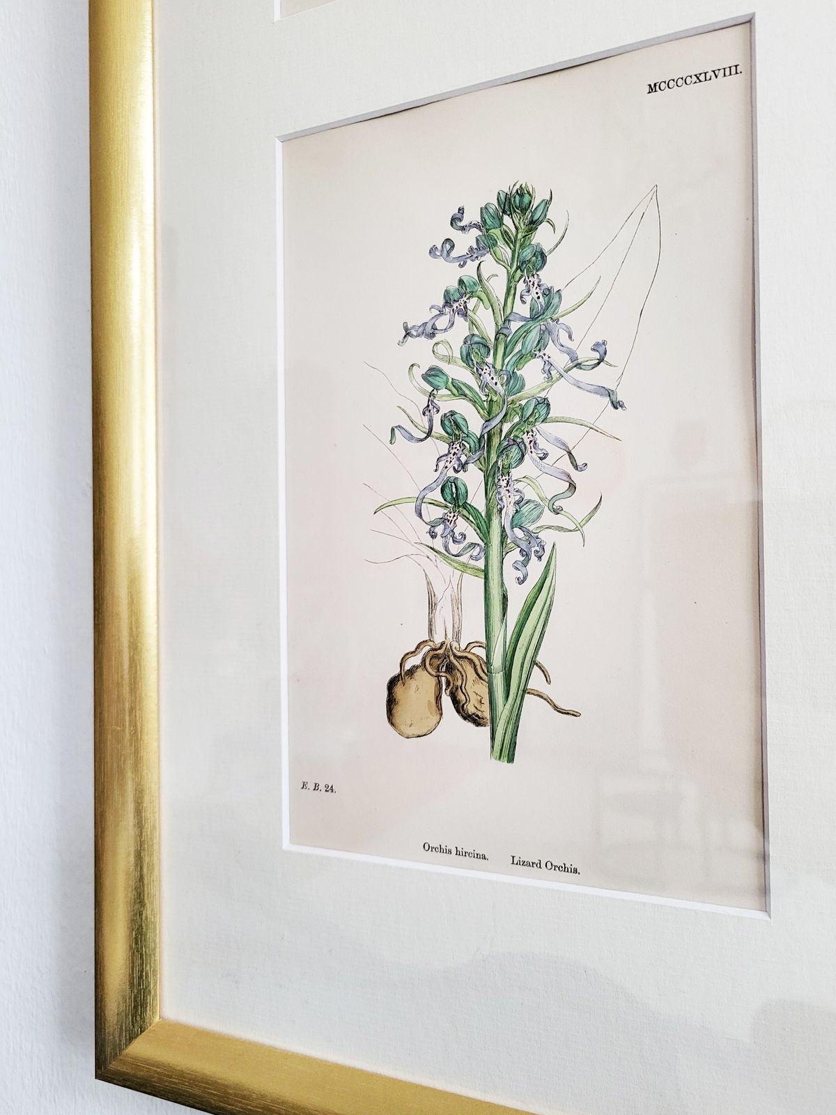 Framed Set (No. 1) Of 9 Antique Hand Coloured Orchid Prints, 19th Century photo buy
