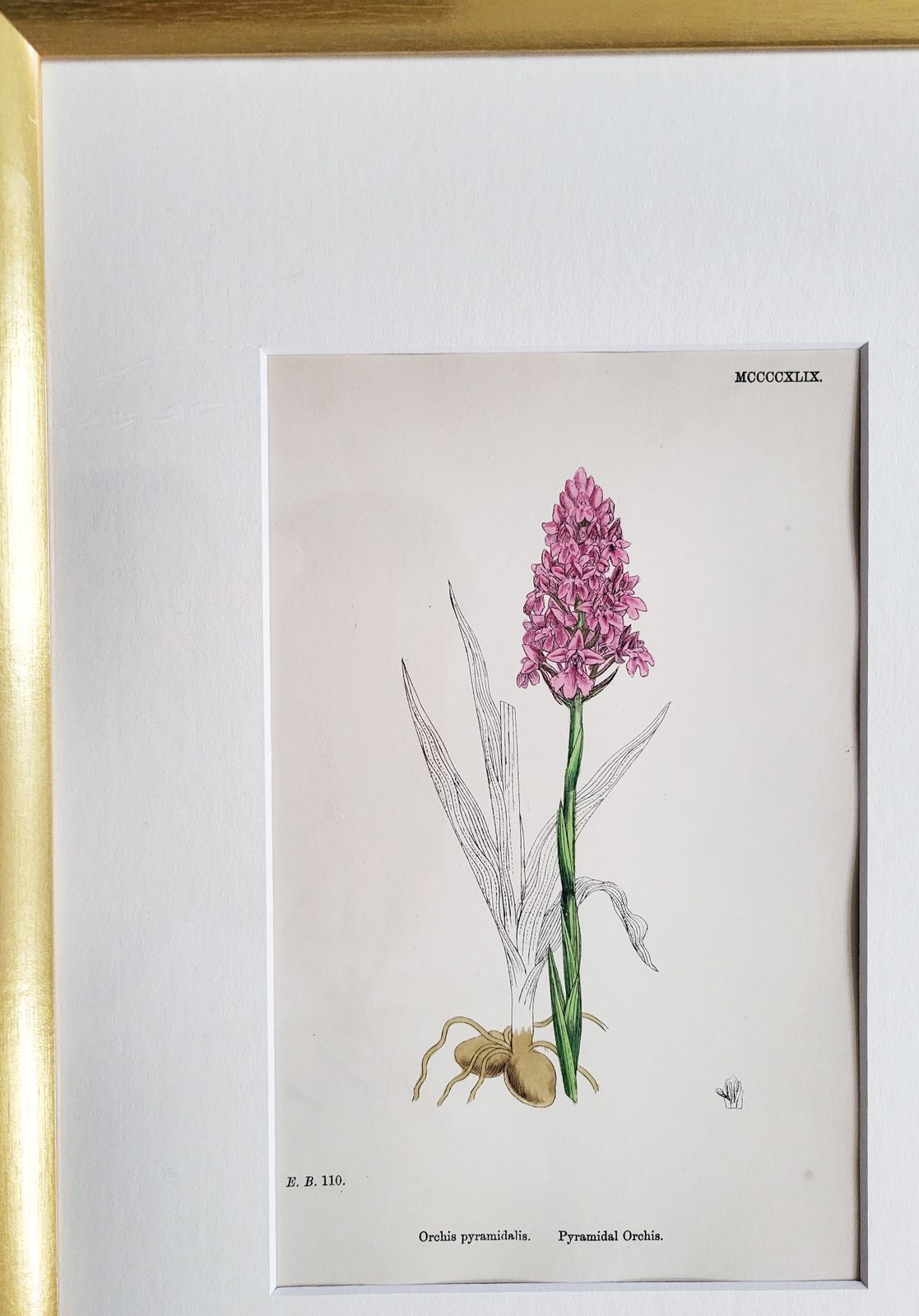 Framed Set (No. 1) Of 9 Antique Hand Coloured Orchid Prints, 19th Century photo for sale